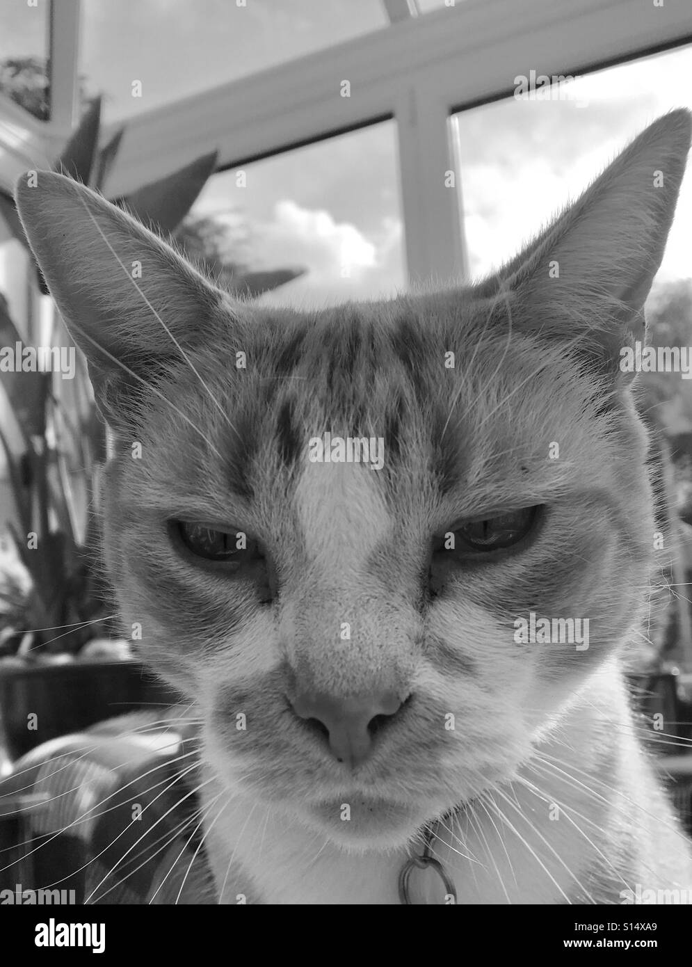 Katze mit mandelförmigen Augen und spitzen Ohren in die Kamera schaut Stockfoto