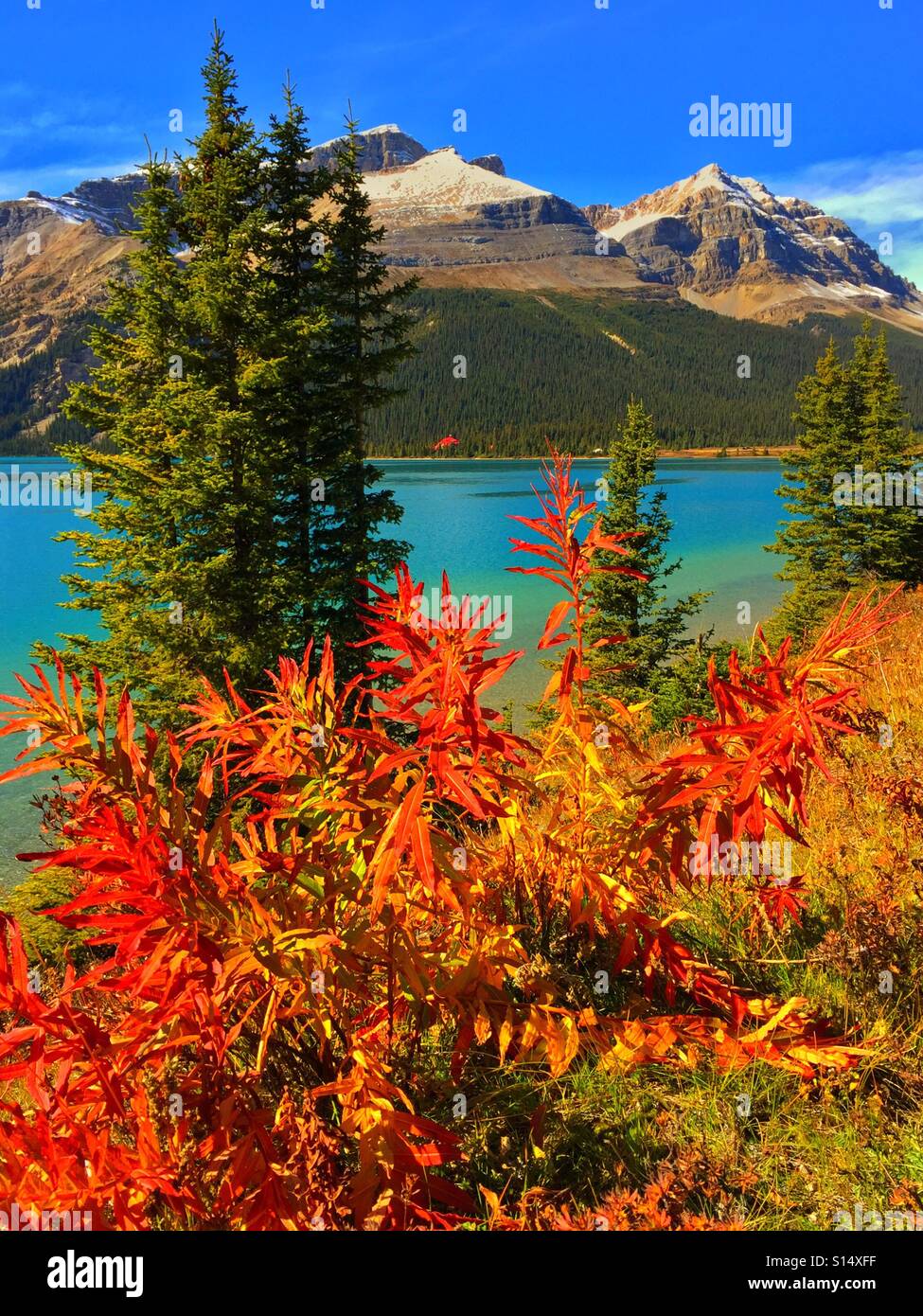 Herbst am Bow Lake, Banff Nationalpark, Alberta, Kanada - Smartphone-aufgenommenes Stockfoto