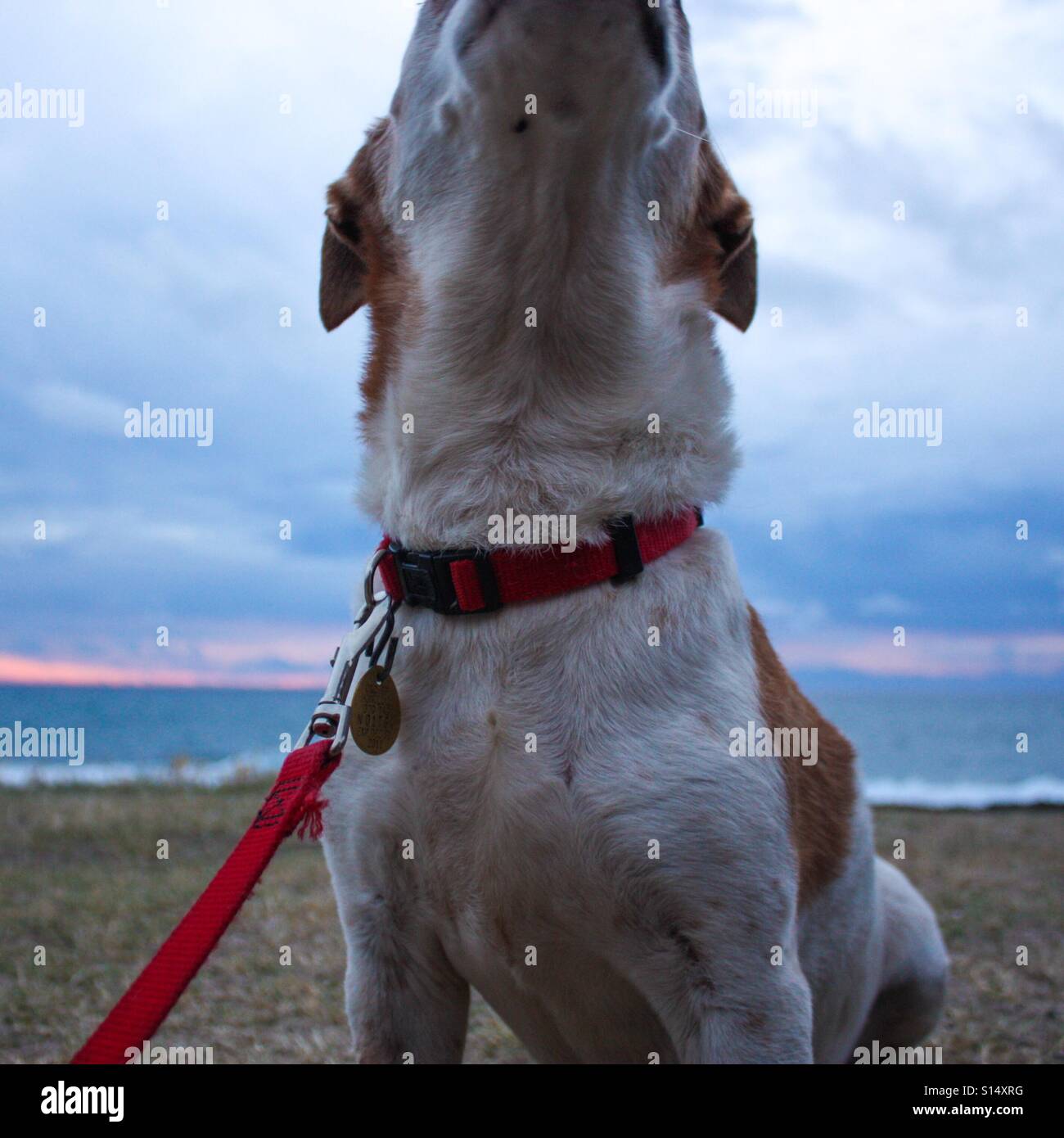 Hund bei Sonnenuntergang - Smartphone-aufgenommenes Stockfoto