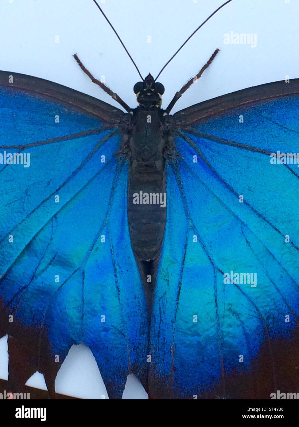 Eine schöne Nahaufnahme von einem blauen Morpho-Schmetterling Stockfoto