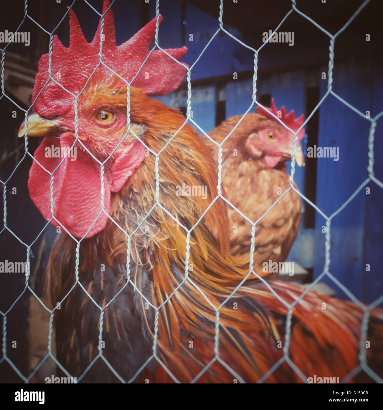 Ein Hahn und Henne in ihrem Hühnerstall Stockfoto