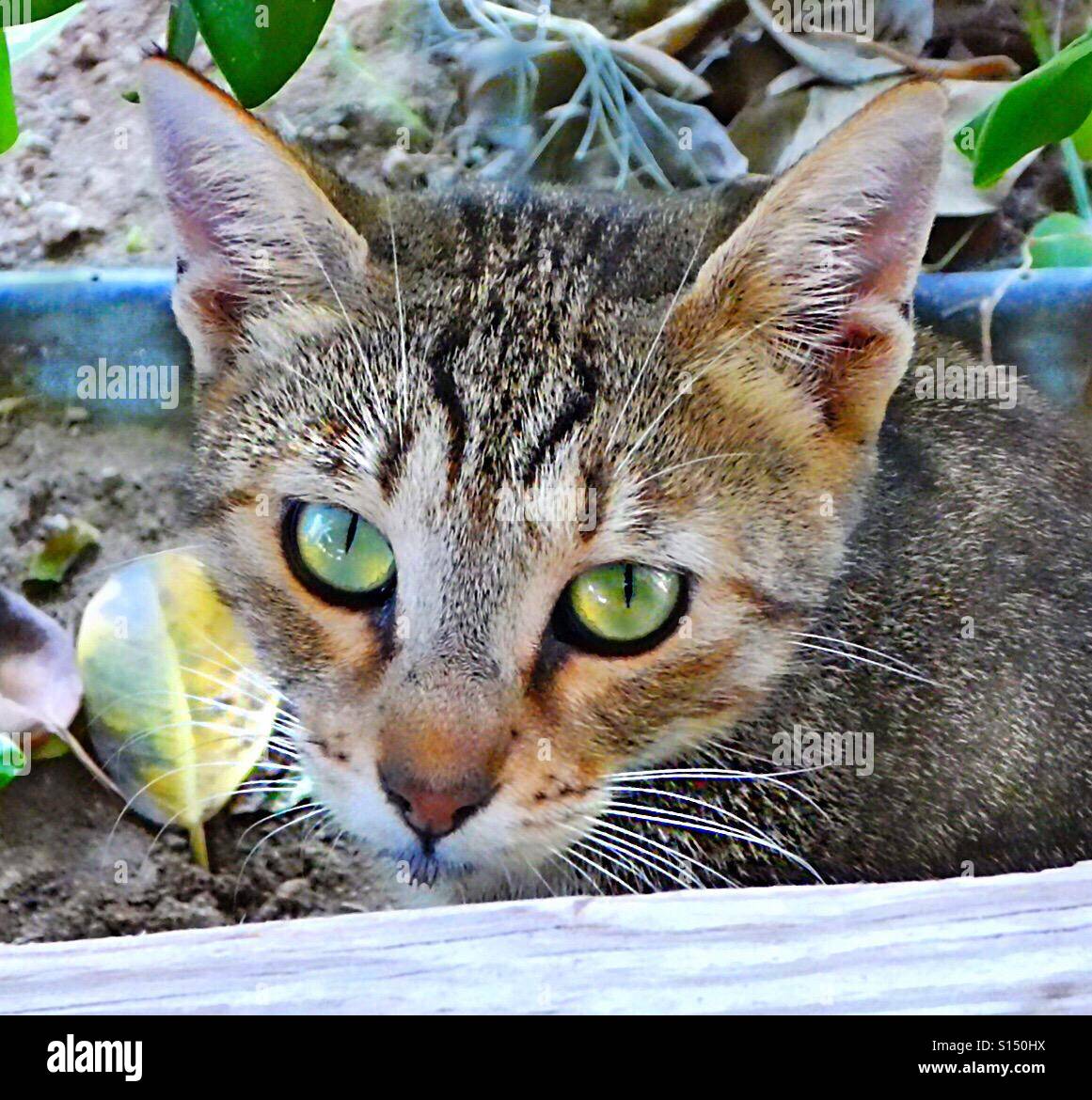 ... wütend Kat..., seien Sie vorsichtig! Stockfoto