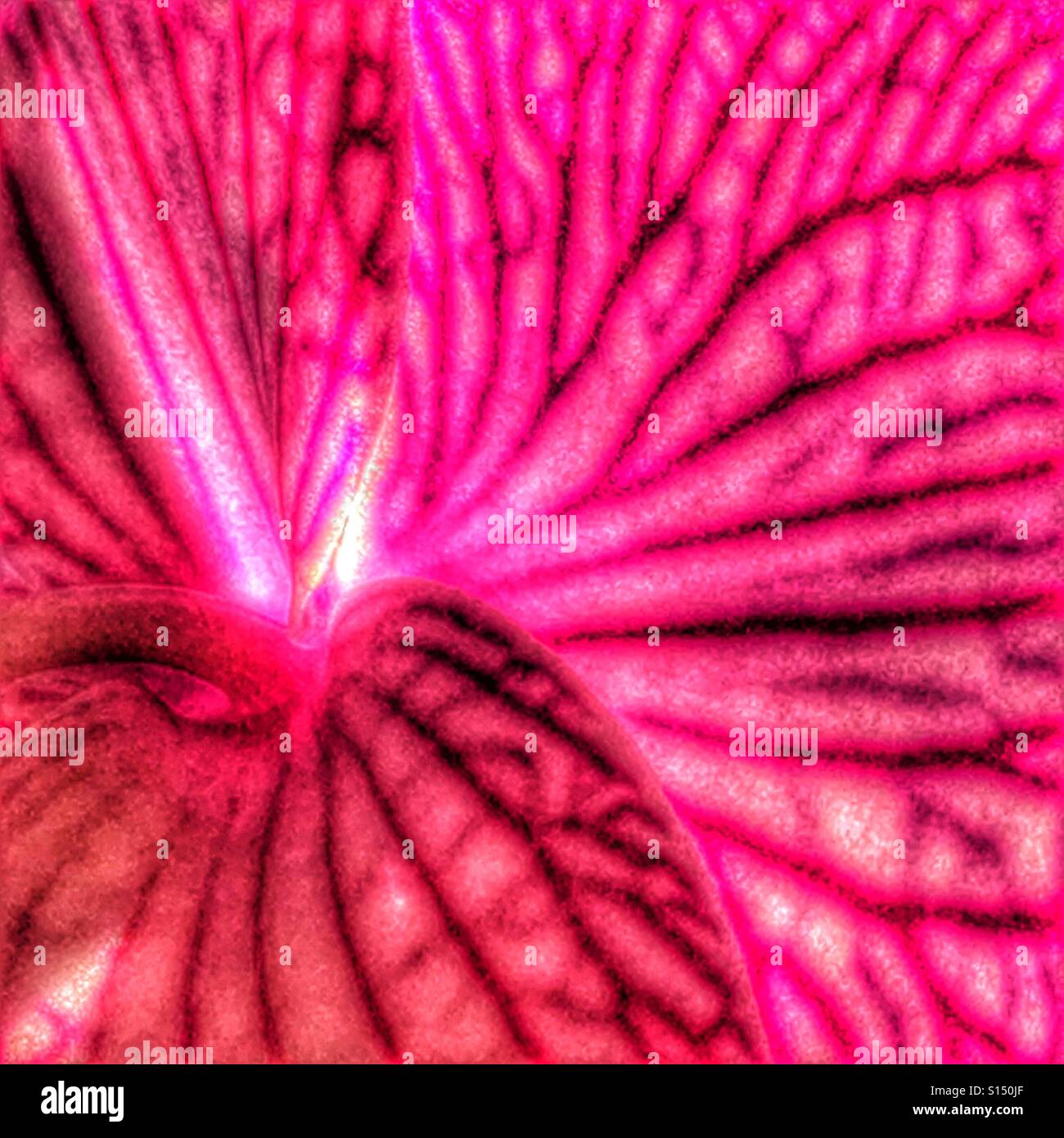 Abstrakt. Rosa Orchidee Blume, Hintergrundbeleuchtung, Makro - Smartphone-aufgenommenes Stockfoto