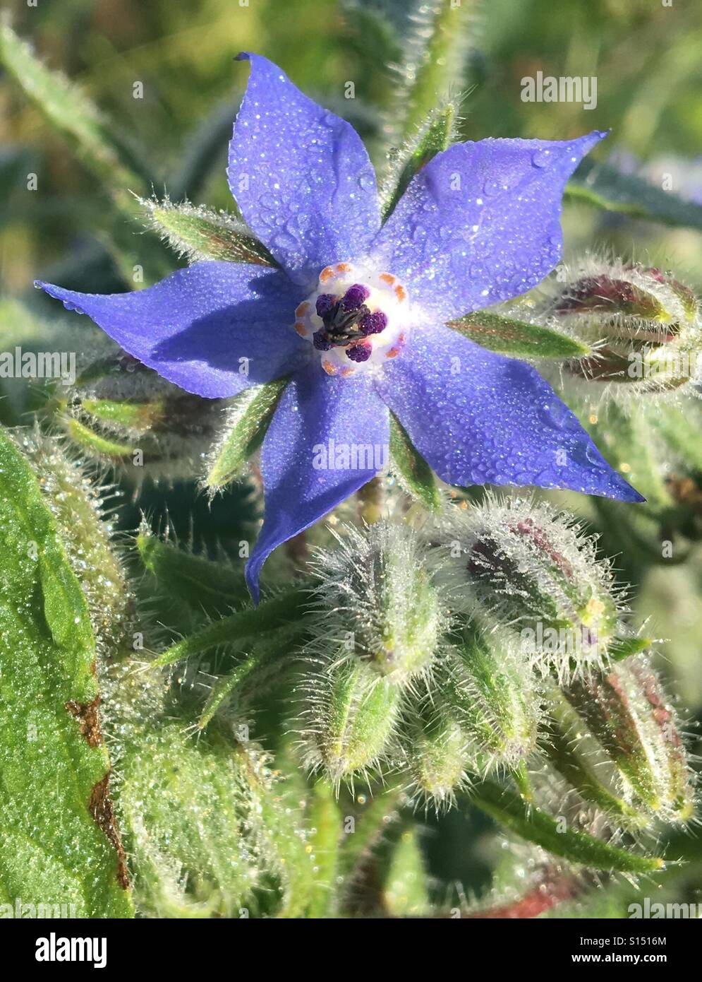 Muster in der Natur - Borretsch oder Starflower. Helle blaue Blume und behaarte Blütenknospen mit Tautropfen an einem hellen Morgen - Smartphone-aufgenommenes Stockfoto