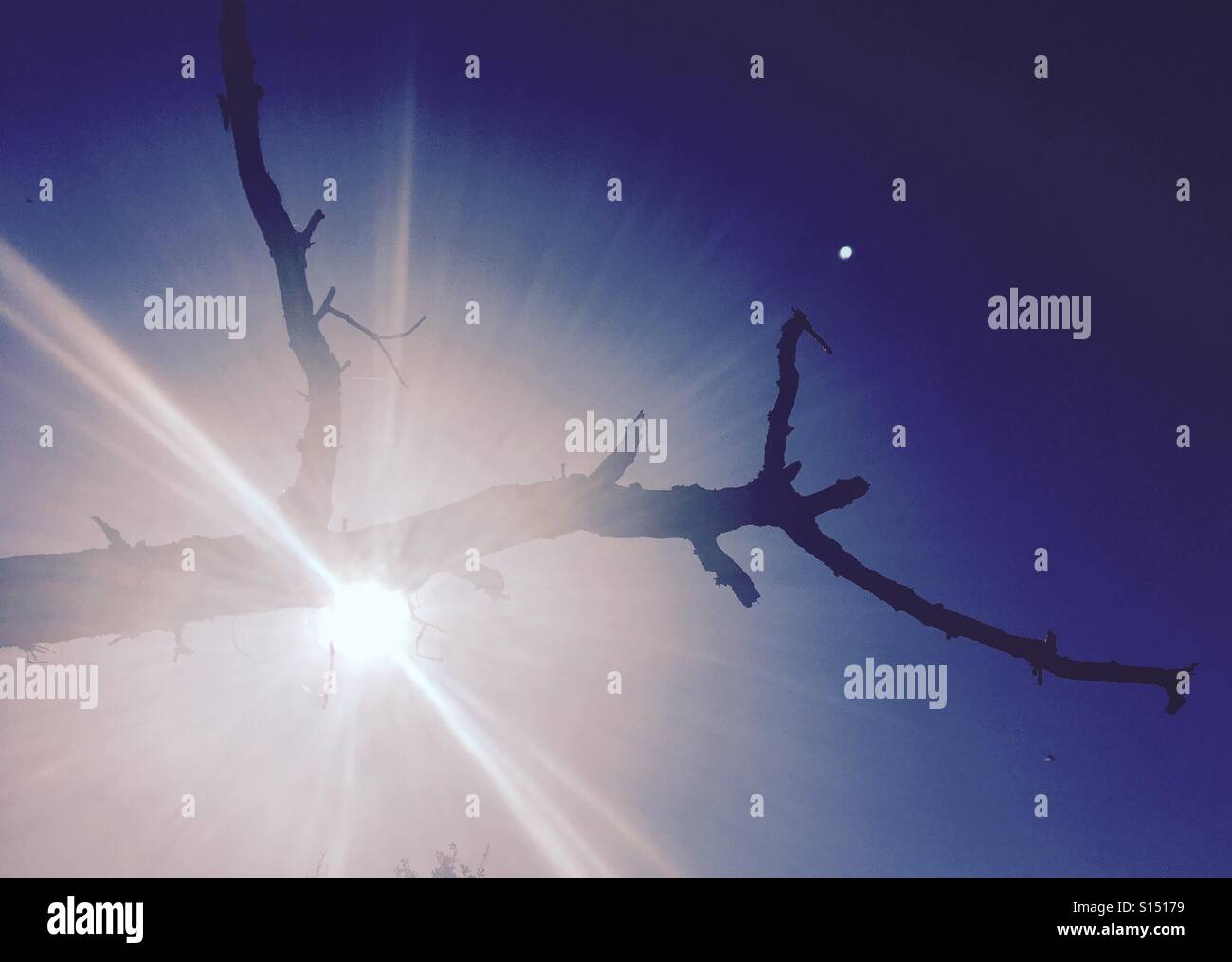 Muster in der Natur - Toten Eiche Baum Zweig Silhouette gegen eine geringe Morgensonne Stockfoto