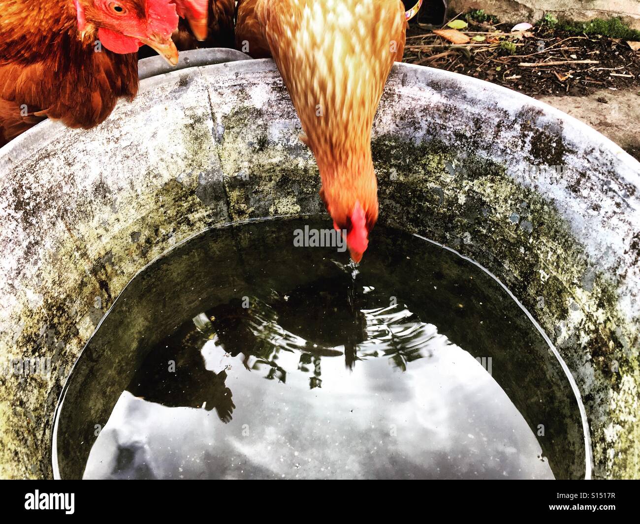Hühner trinken Wasser aus einem Metall-Eimer Stockfoto
