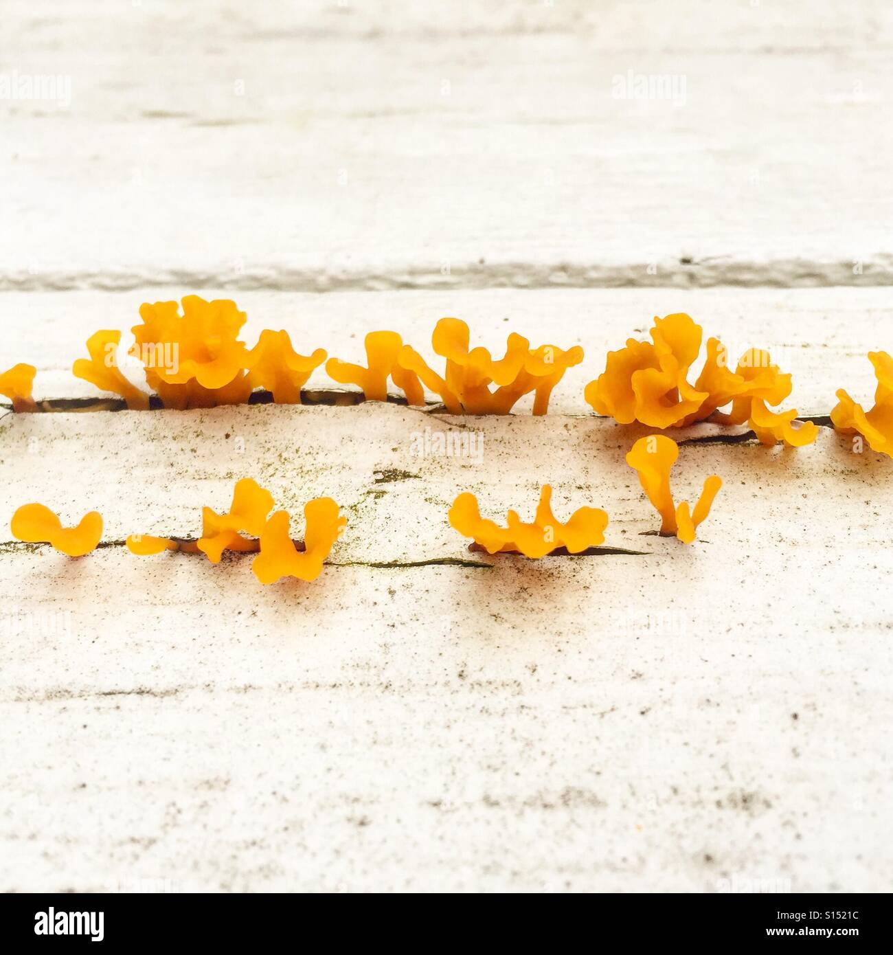 Gelbe Flechten Leben auf unserer Terrasse. Stockfoto