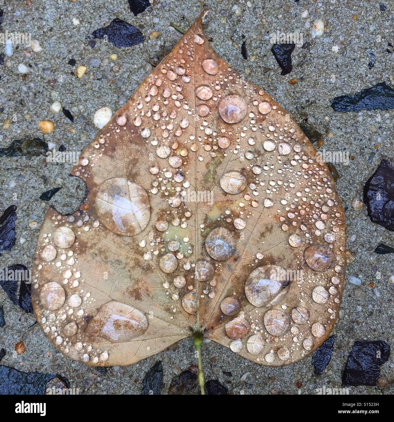 Gewöhnliche Blatt bedeckt in Regentropfen = außergewöhnliche. Stockfoto