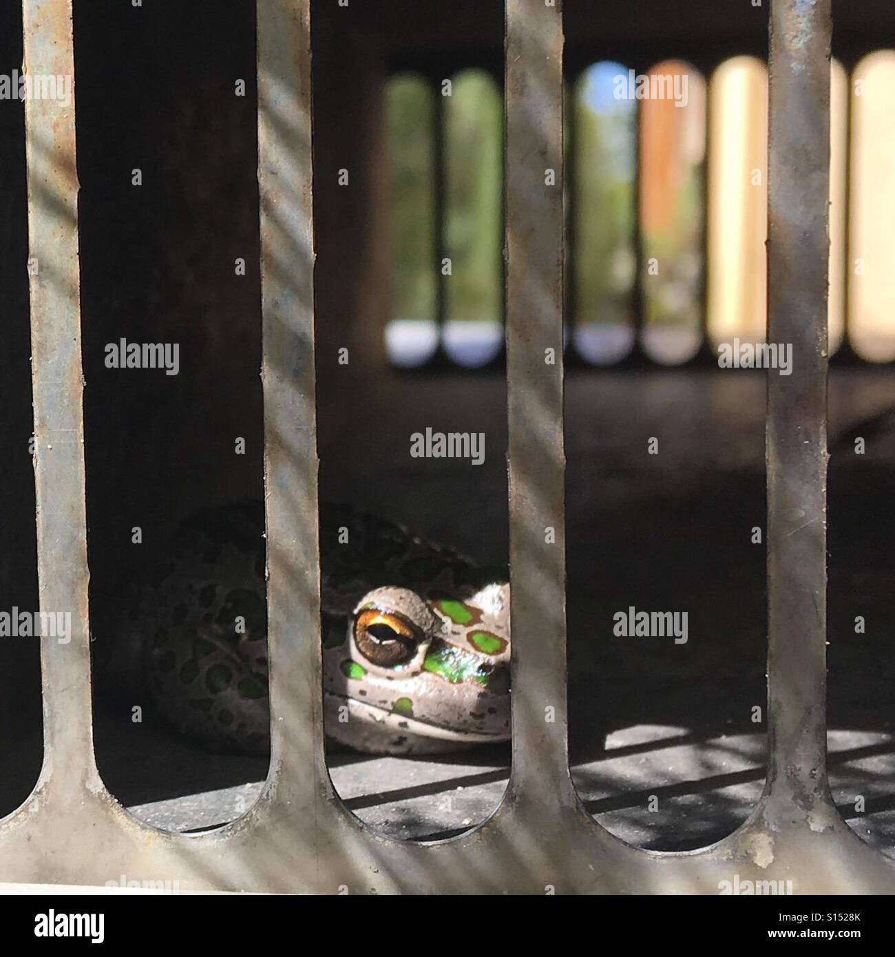 Eine schöne Silber und grün Frosch sitzt auf der Warmwasser-Heizung. Hopetoun Westaustralien Stockfoto
