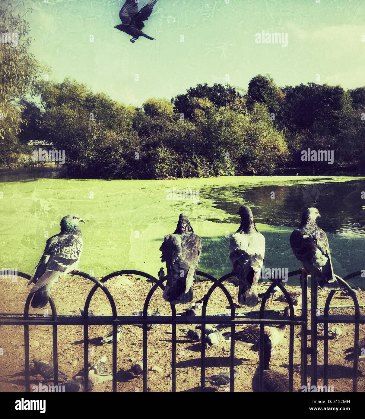 Vier Tauben in einer Reihe auf einem Park-Zaun. Eine im Flug. Finsbury Park, Nord-London, UK - Smartphone-aufgenommenes Stockfoto