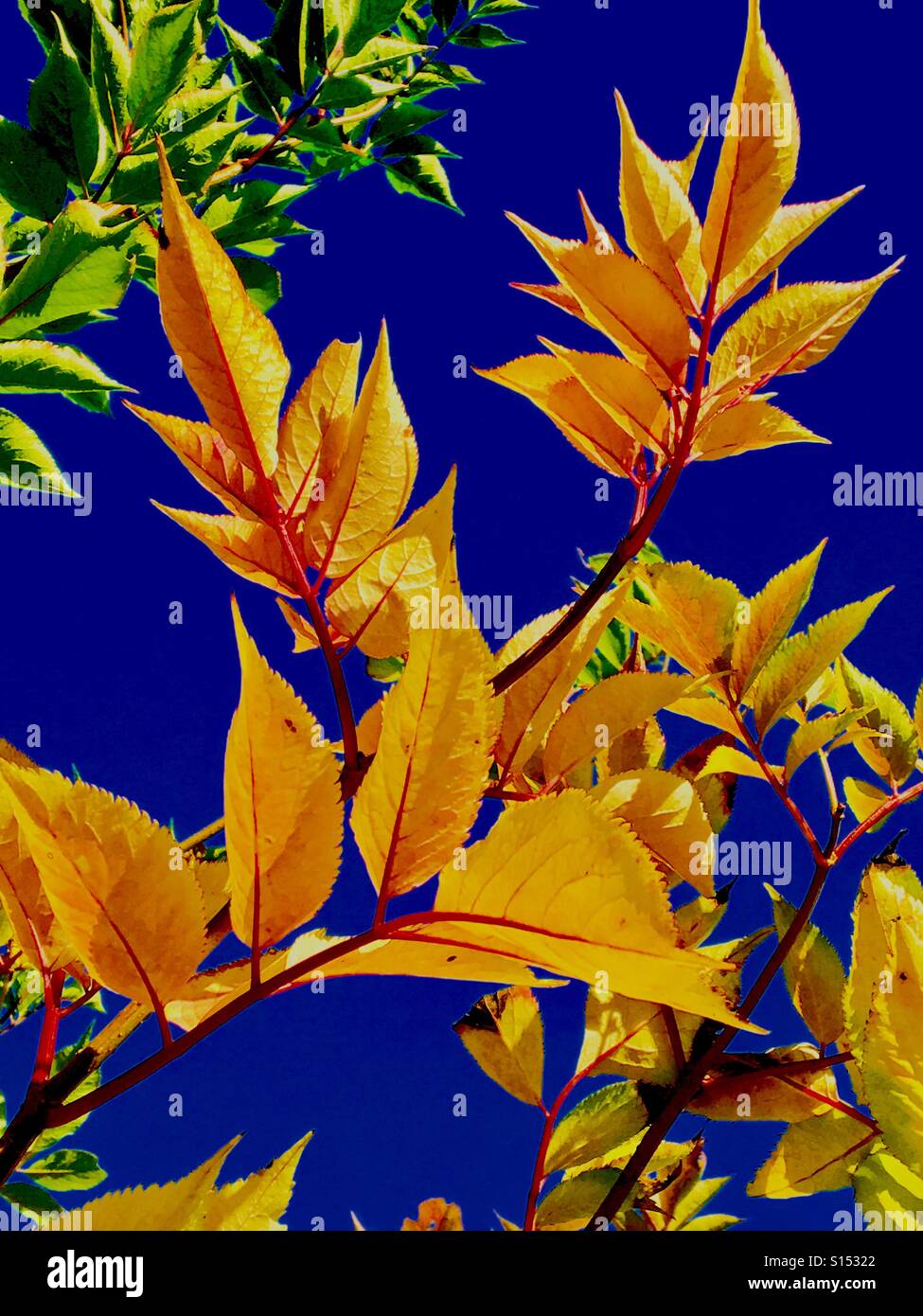 Muster in der Natur - Blätter eines älteren Baumes mit übertriebenen herbstliche Farbwechsel vor einem tiefblauen Himmel Stockfoto