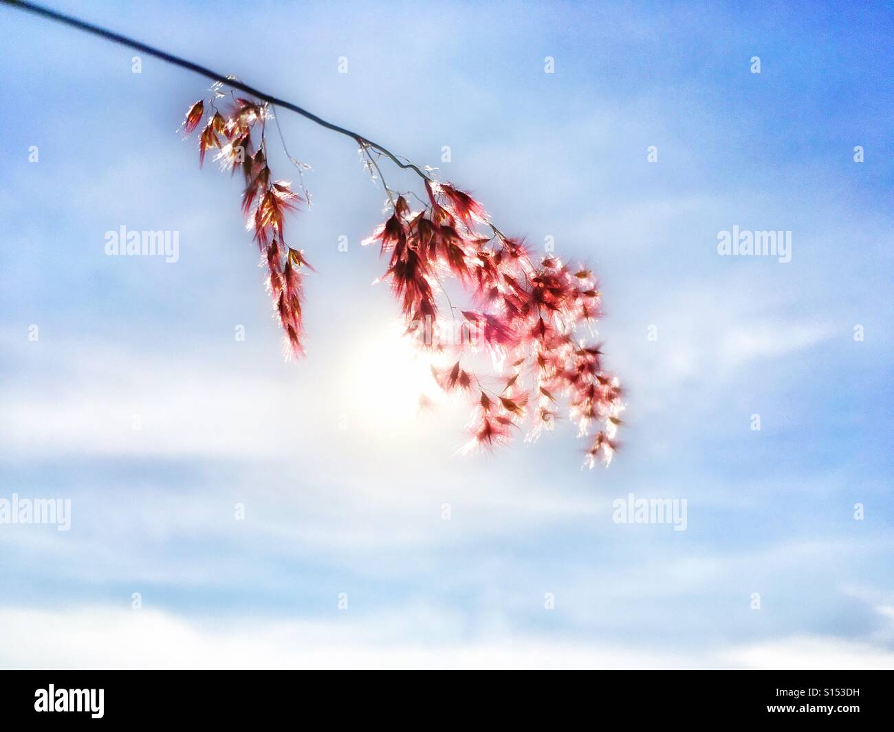 Wilde Blumen gegen den Himmel. - Smartphone-aufgenommenes Stockfoto