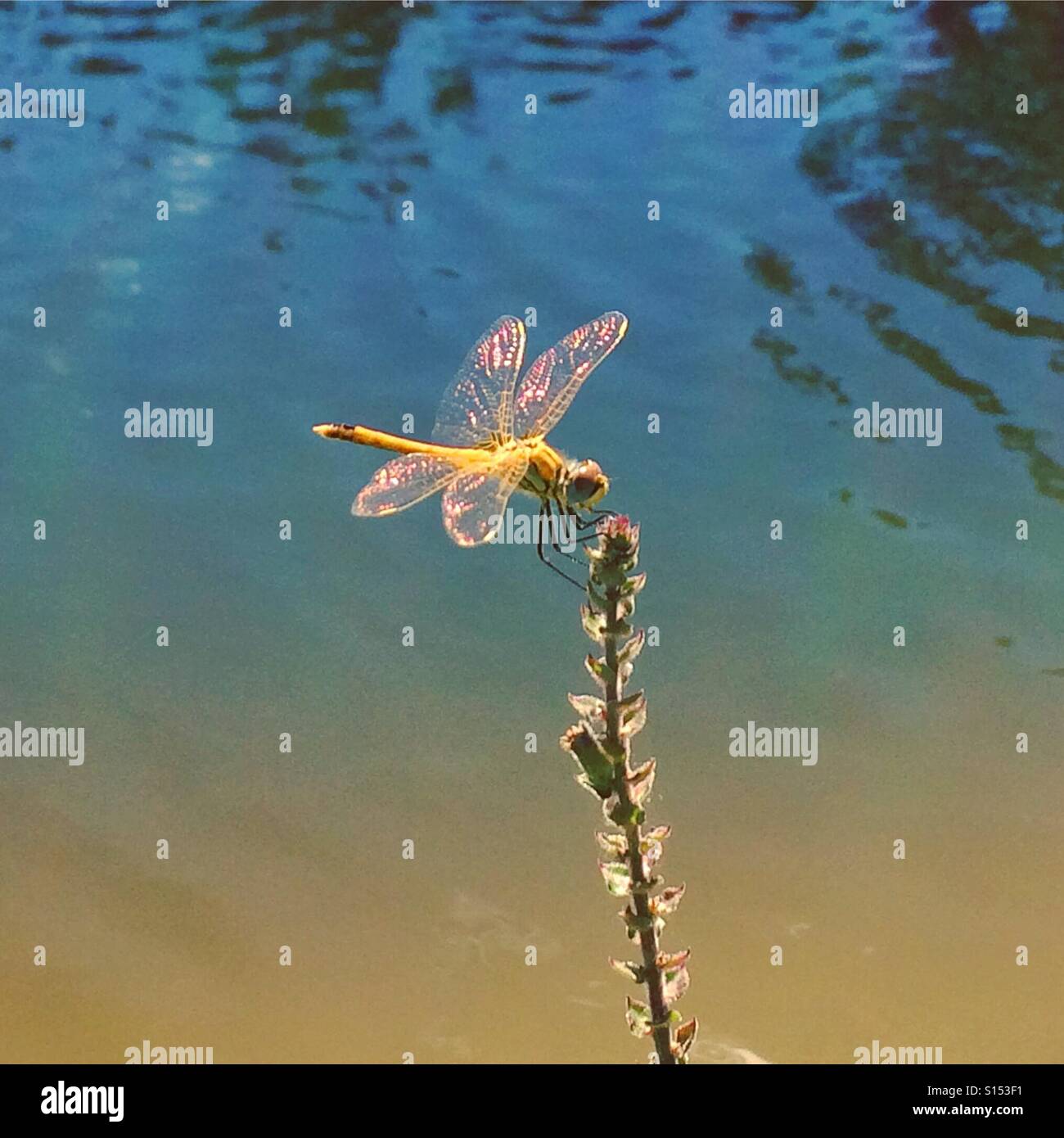 Libelle - Smartphone-aufgenommenes Stockfoto