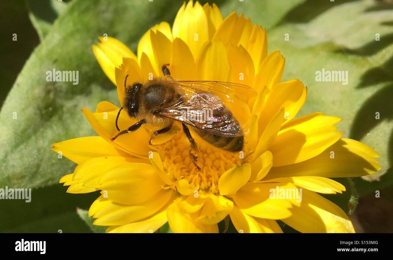 Muster in der Natur - Honigbiene auf einer Ringelblumeblume Stockfoto