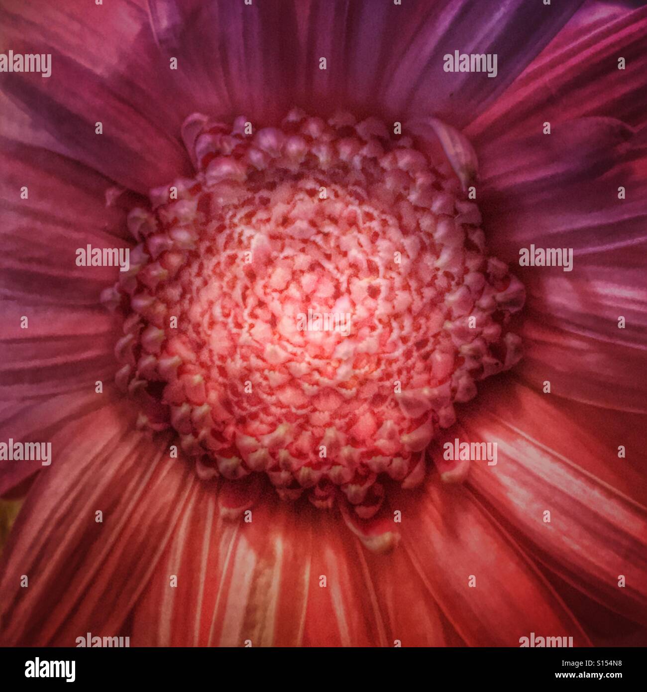 Dahlia Stockfoto