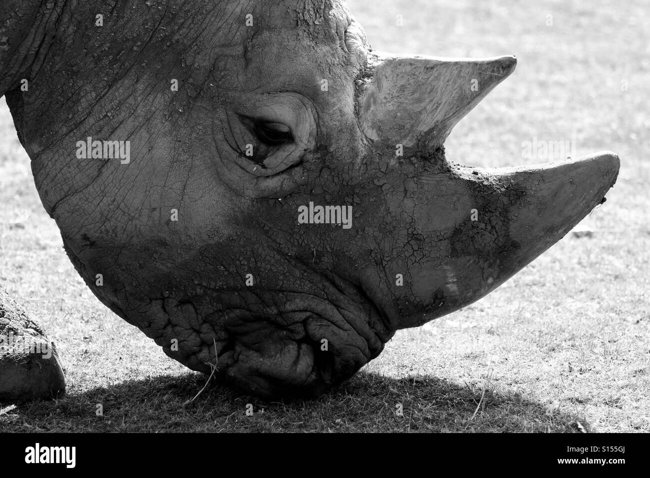 Rhino Weiden Stockfoto