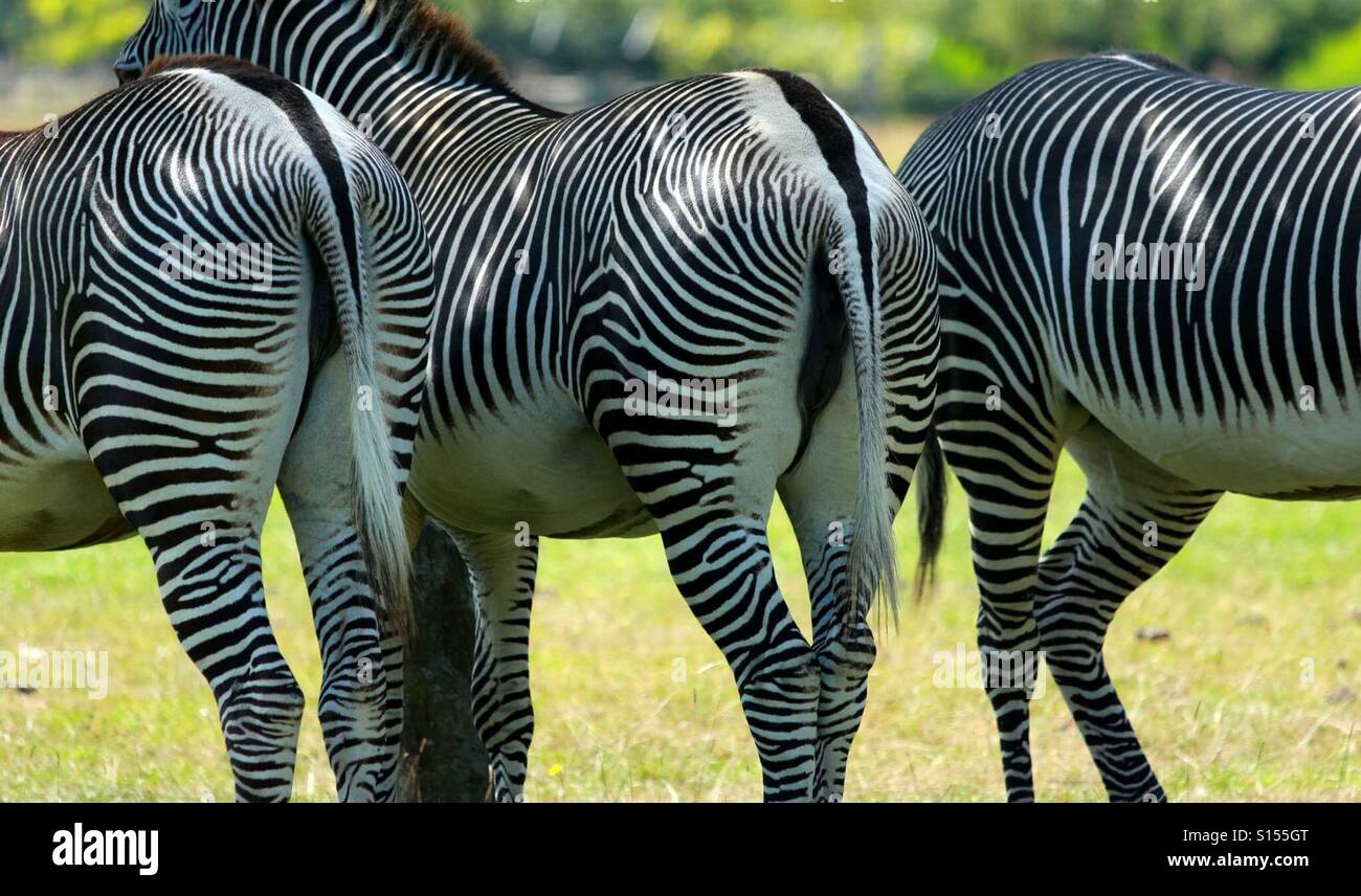 Zebras hinter Stockfoto