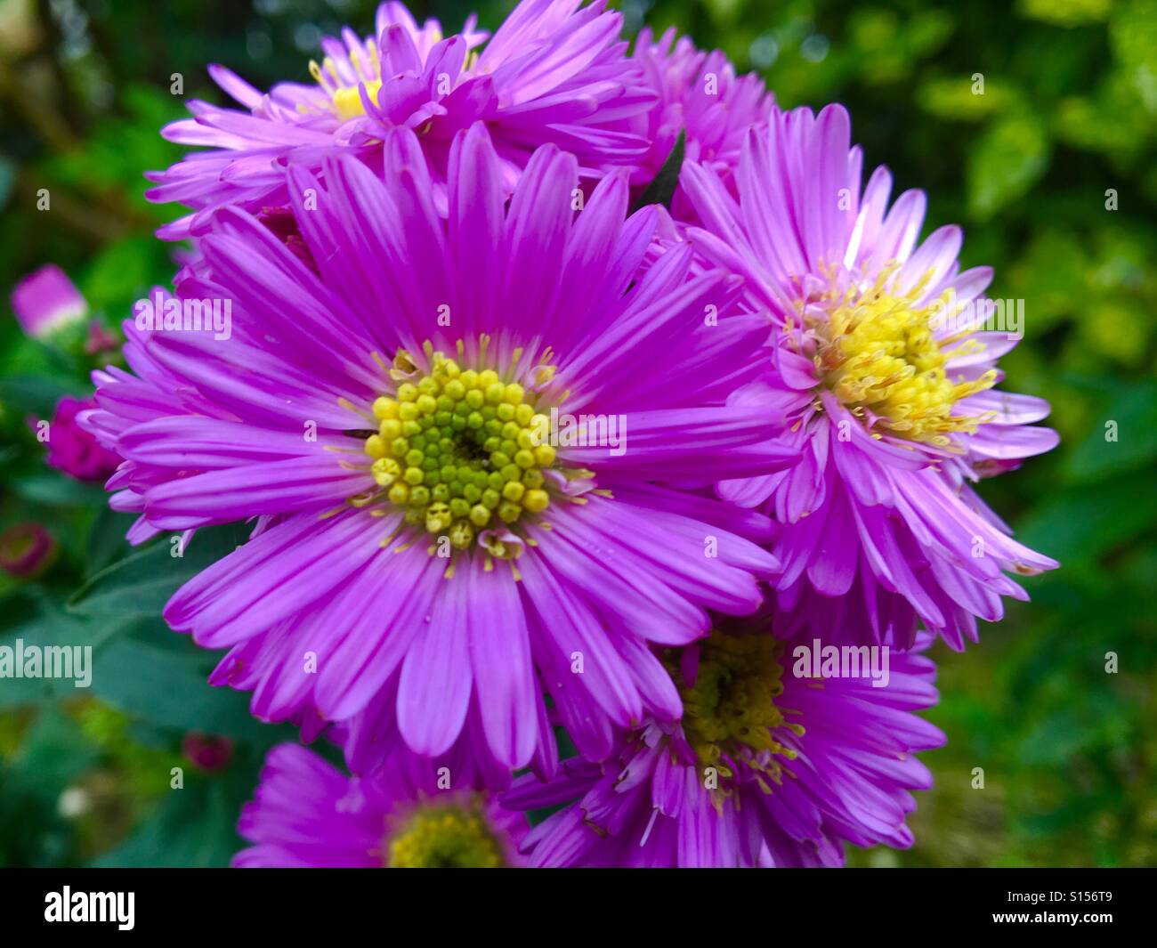 Muster in der Natur - Bergaster Aster Novi-Belgii, Blumen im Herbst. Daisy wie Blumen, lila mit gelber Mitte Stockfoto
