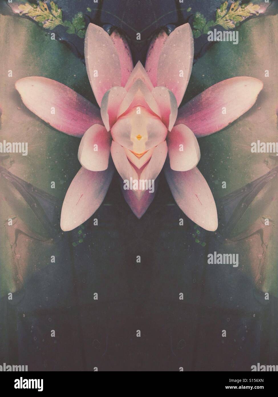 Symmetrisches Bild einer Lilie Blume Stockfoto