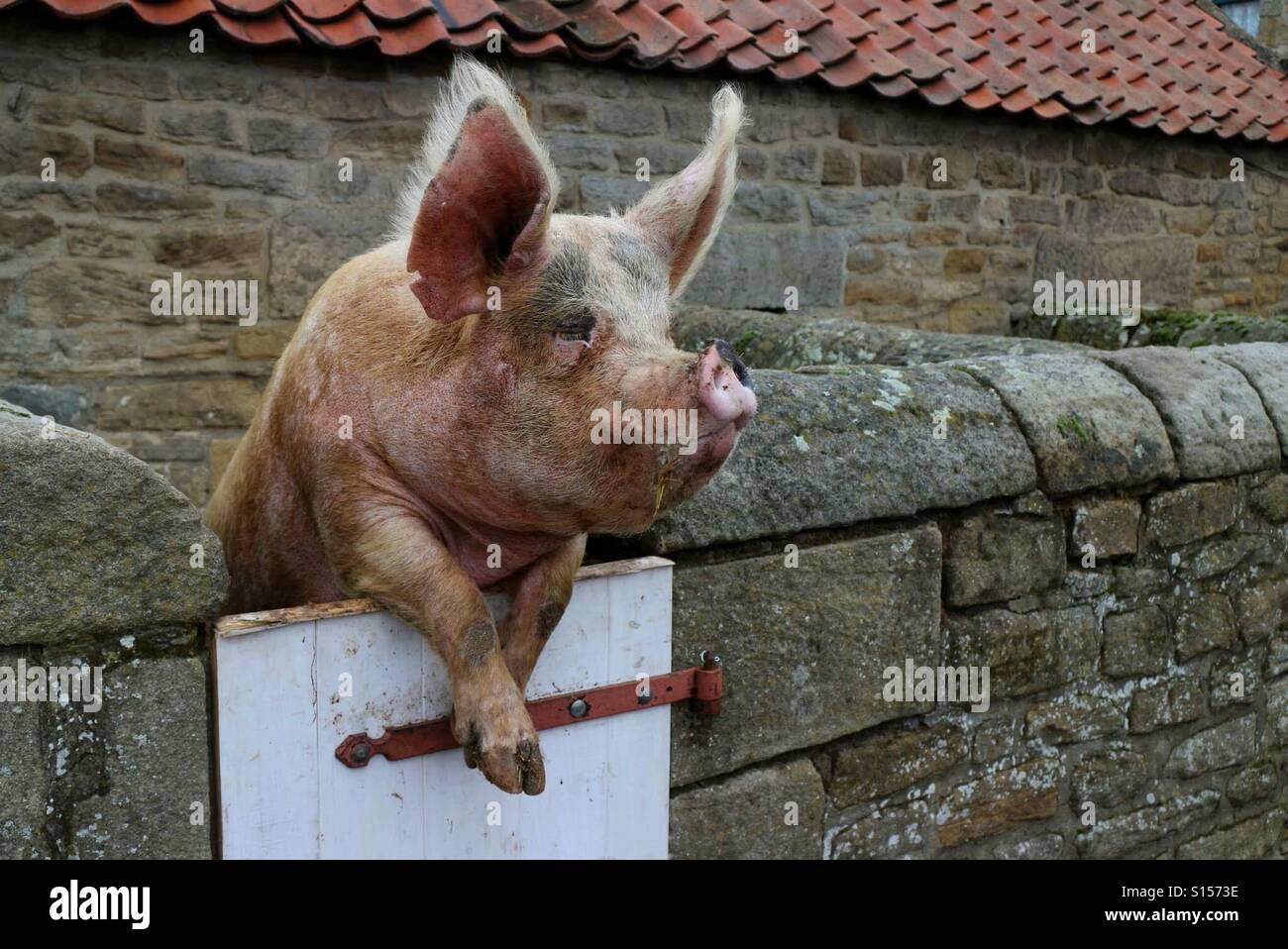 Riesigen freundlich Schwein Stockfoto
