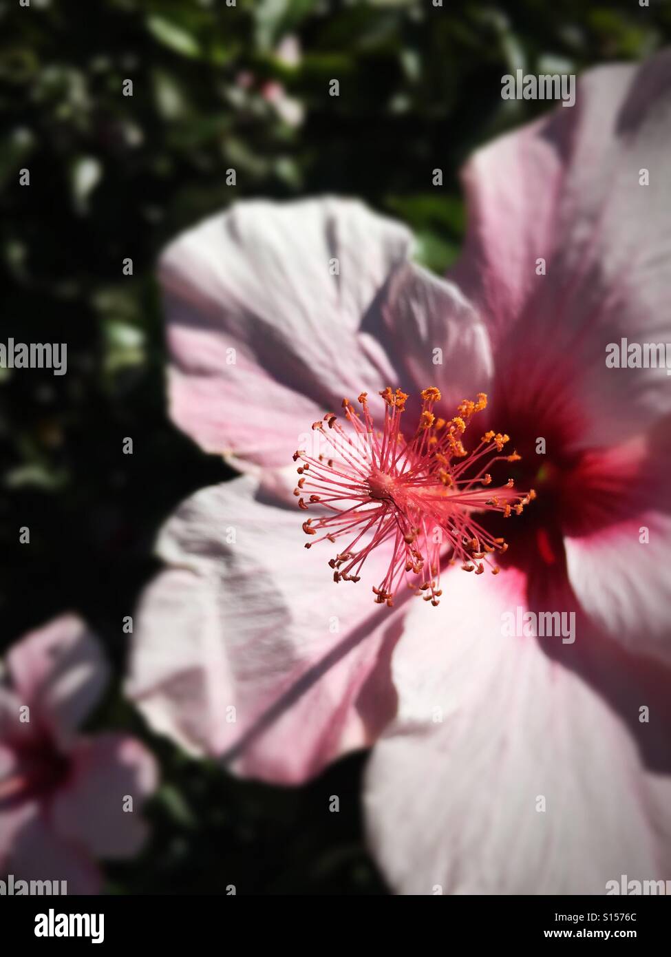 Hibiskusblüte - Smartphone-aufgenommenes Stockfoto