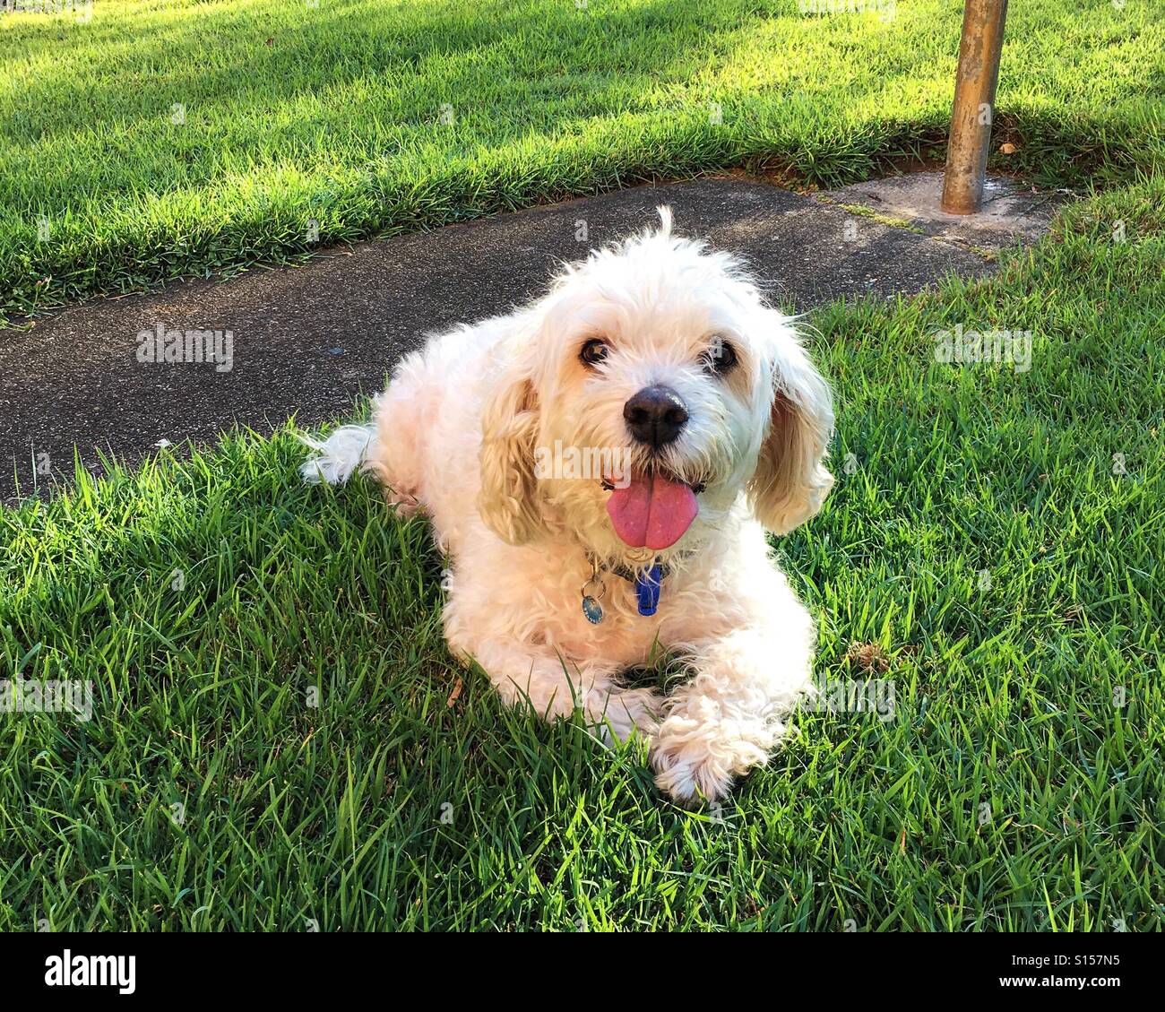 Cavoodle - Smartphone-aufgenommenes Stockfoto