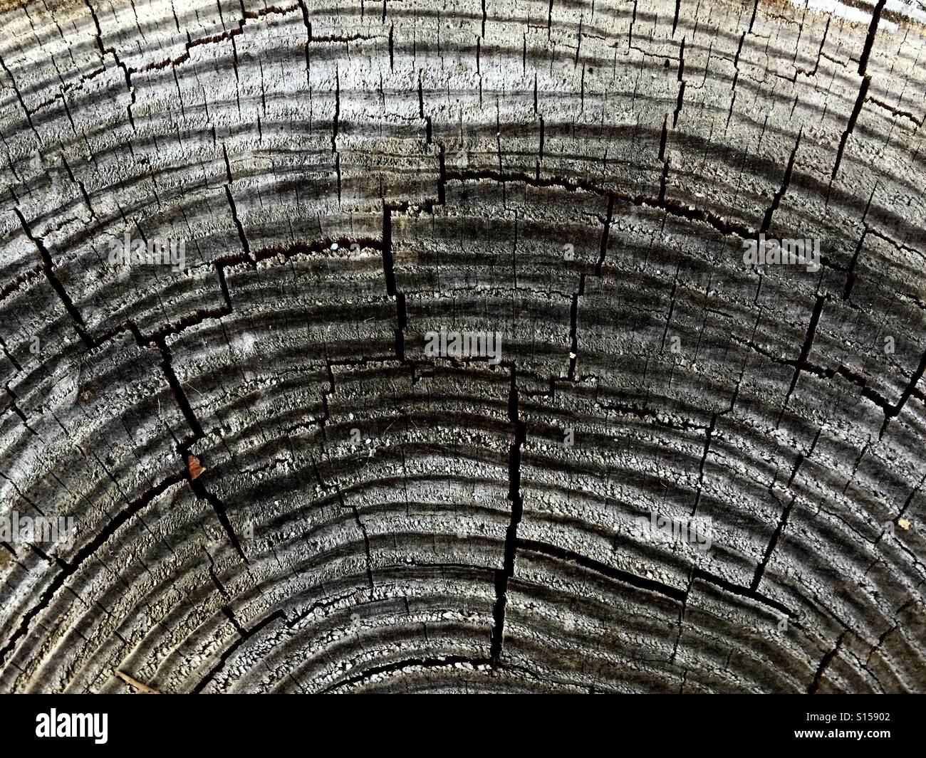 Nahaufnahme von einem alten verwitterten Baumstumpf - Smartphone-aufgenommenes Stockfoto