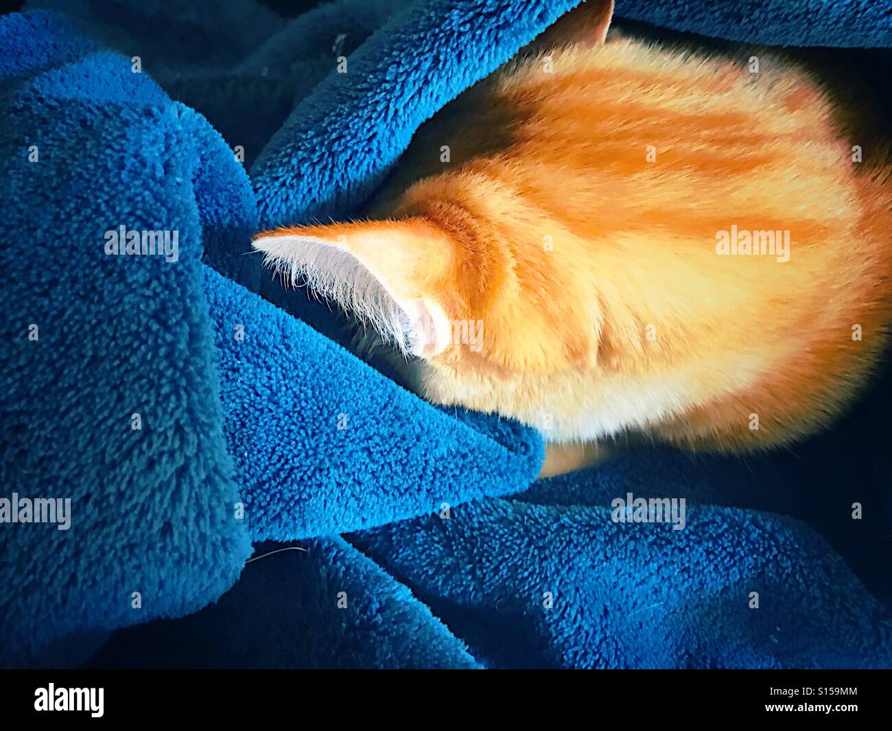 Katze schläft in Decke - Smartphone-aufgenommenes Stockfoto