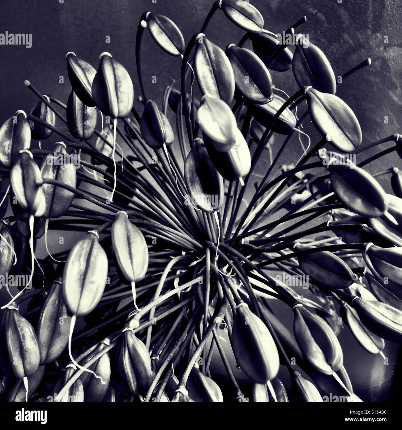 Bauliche Anlage - Agapanthus Seedhead in schwarz und weiß. Stockfoto