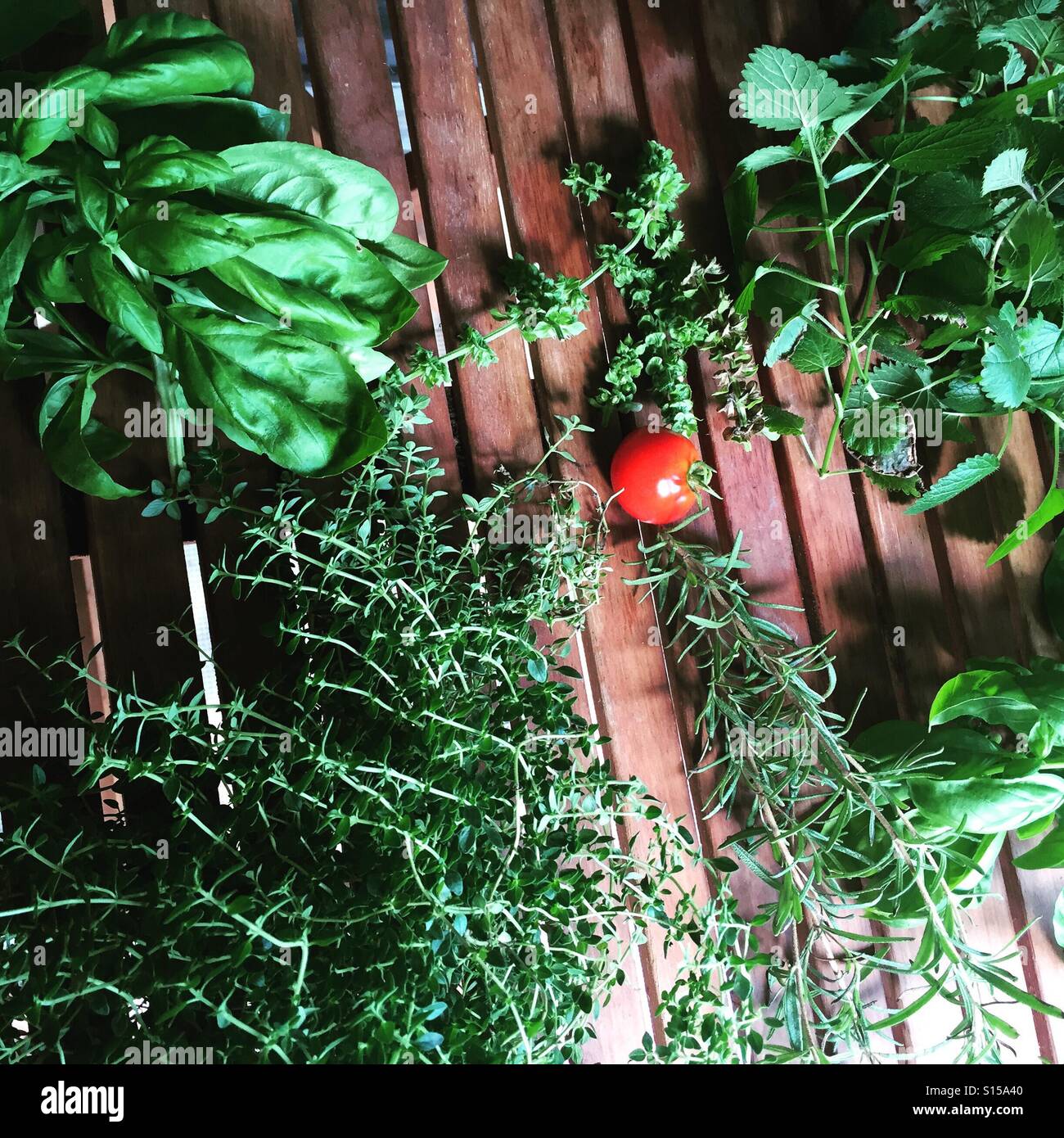 Basilikum, Rosmarin, Thymian, Tomaten, Koriander Stockfoto