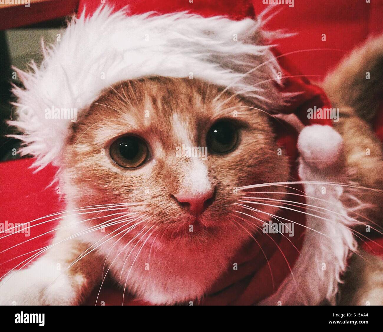 Kätzchen im Weihnachtsmannkostüm - Smartphone-aufgenommenes Stockfoto
