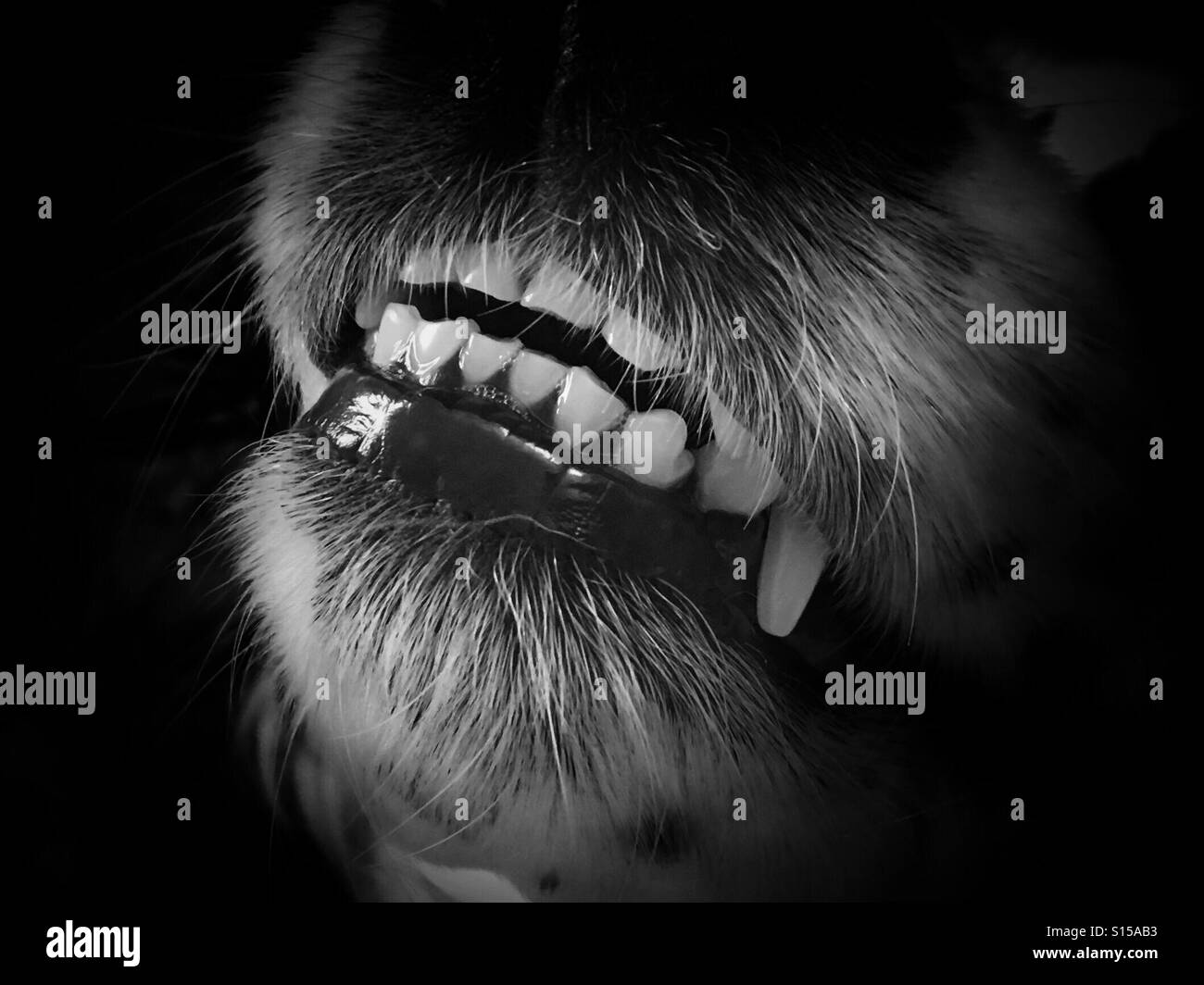 Hund Zahn Stockfoto