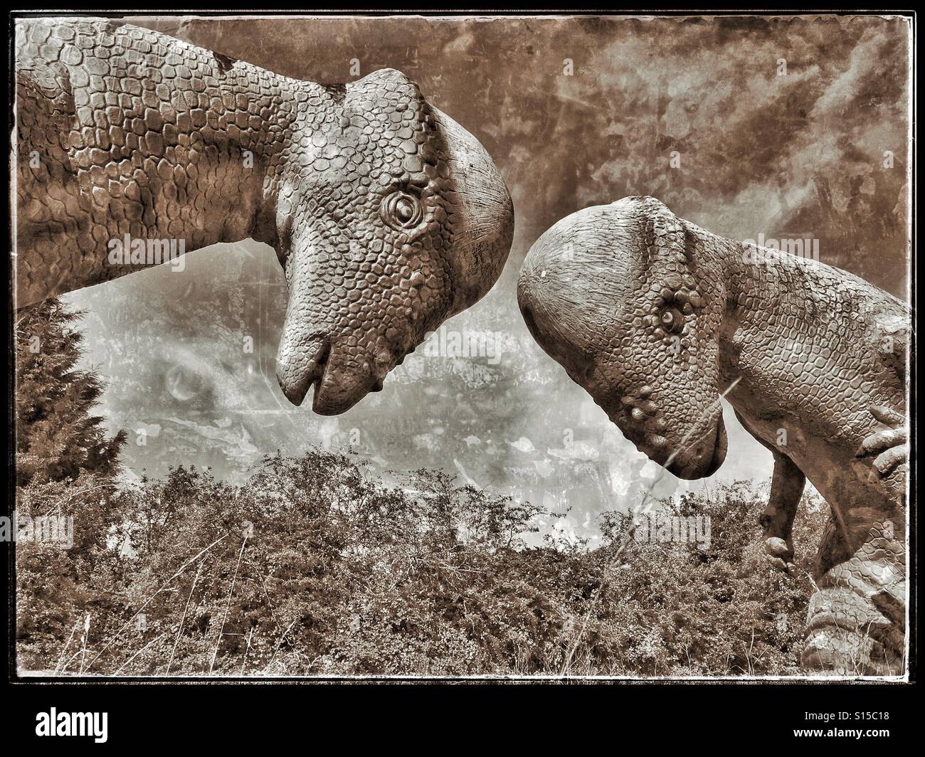 Zwei Pachycephalosaur Dinosaurier verwenden ihre charakteristische