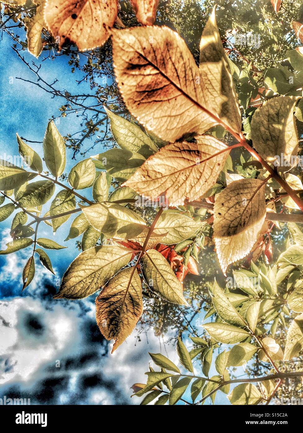 Muster in der Natur - Blätter im Herbst auf die Hecke Bäume - Smartphone-aufgenommenes Stockfoto
