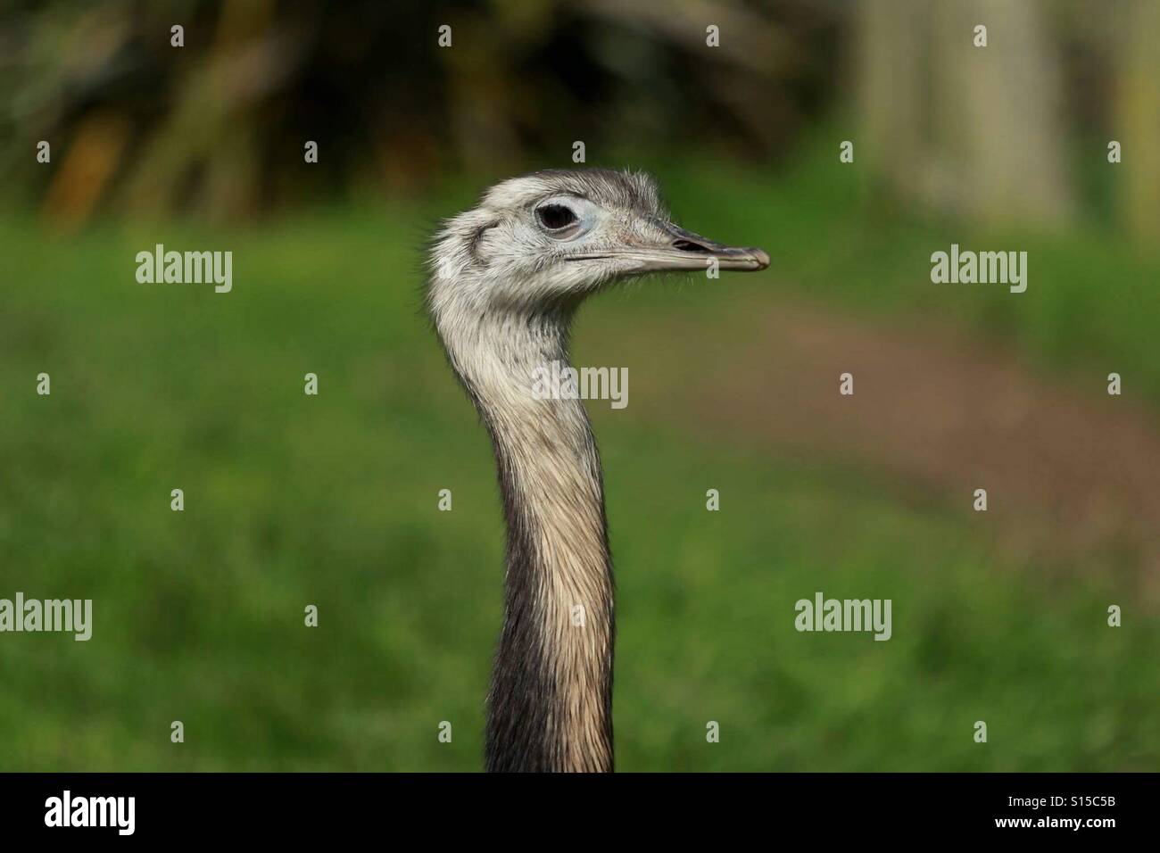 Emu-Portrait Stockfoto