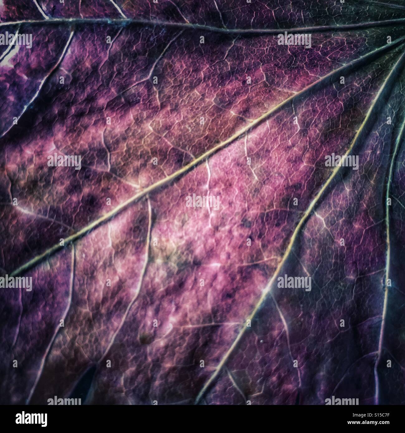 Herbst Blatt detail Stockfoto