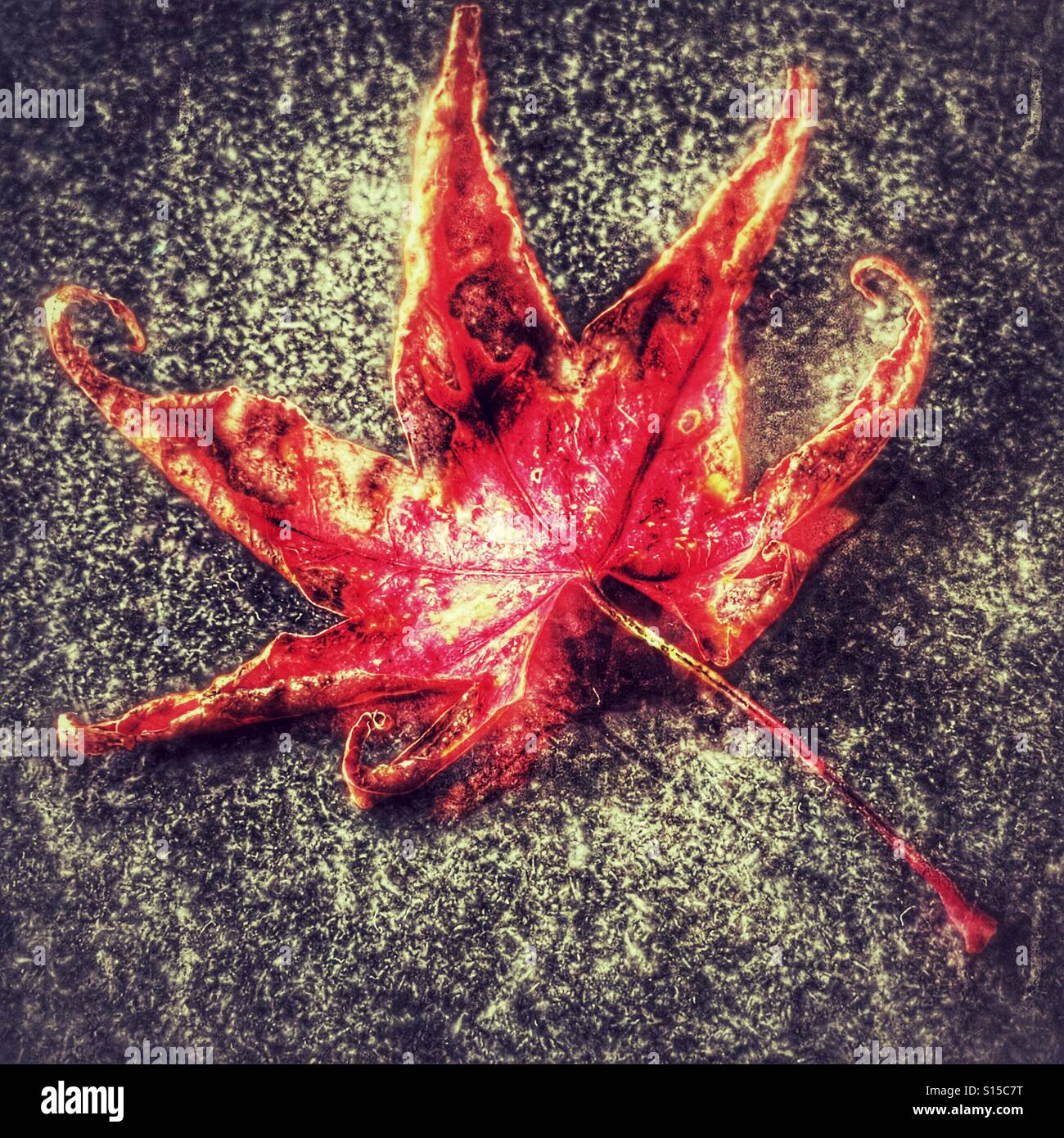 Herbst Blatt - Smartphone-aufgenommenes Stockfoto