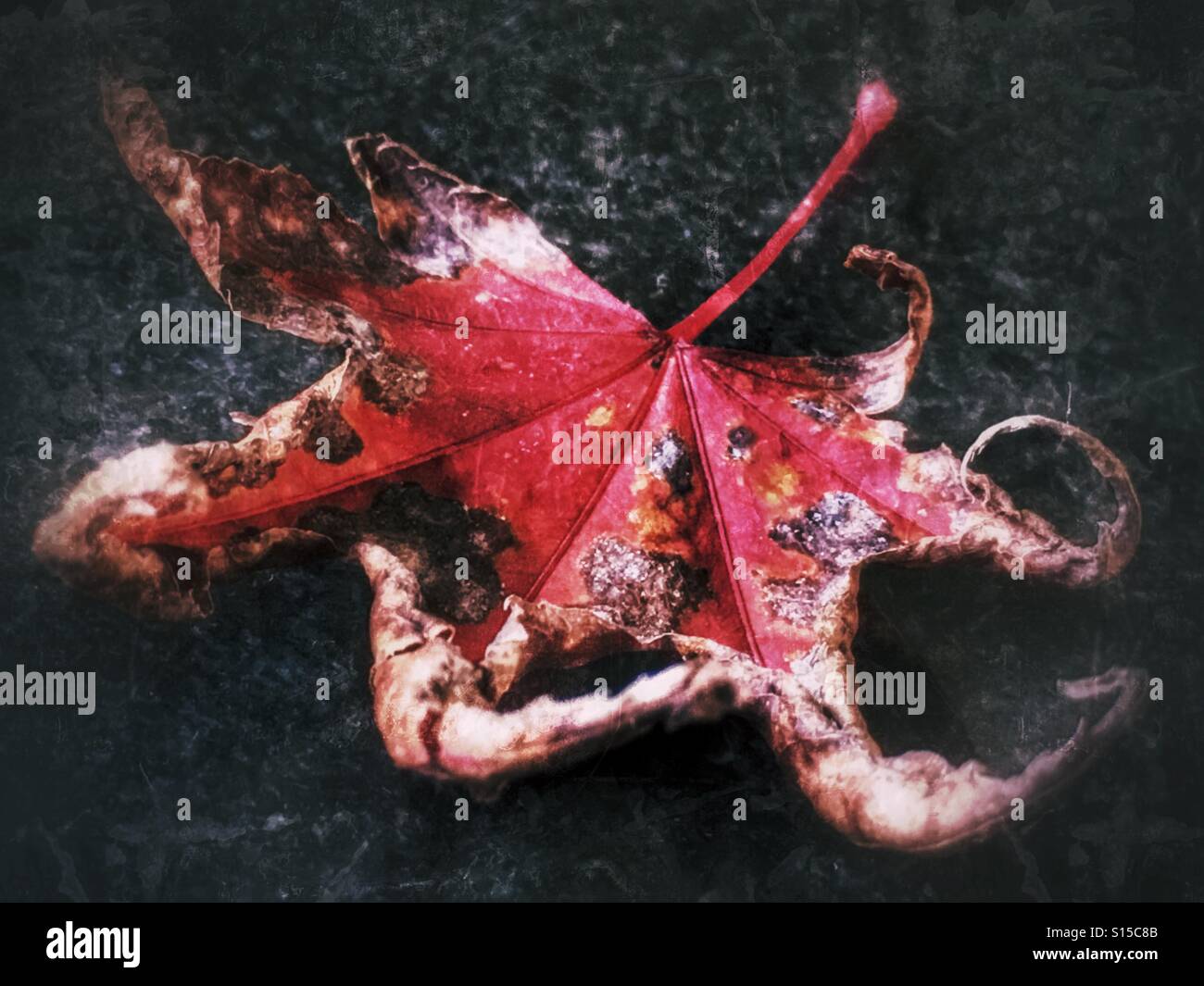 Herbst Blatt Stockfoto