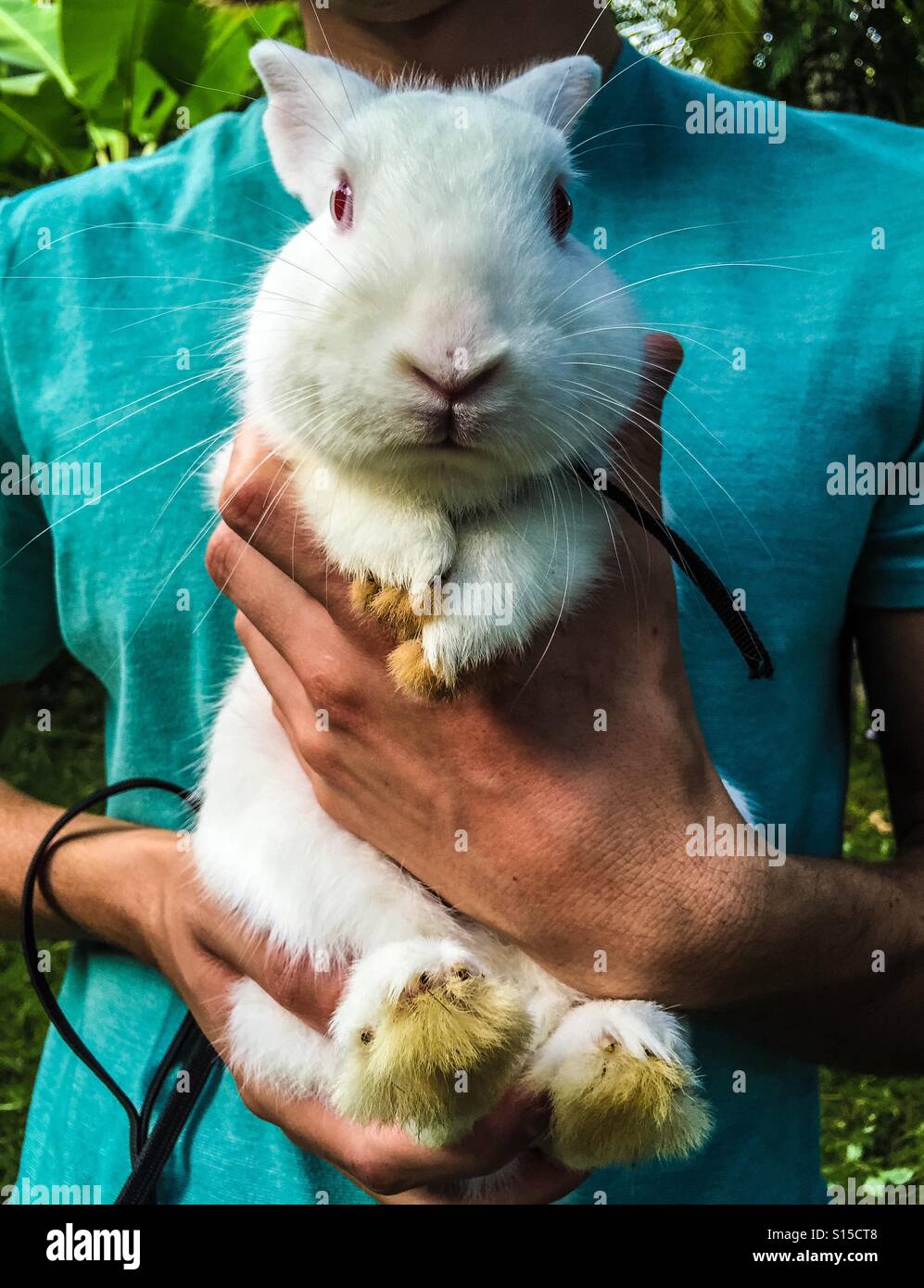 Junge Kaninchen halten - Smartphone-aufgenommenes Stockfoto