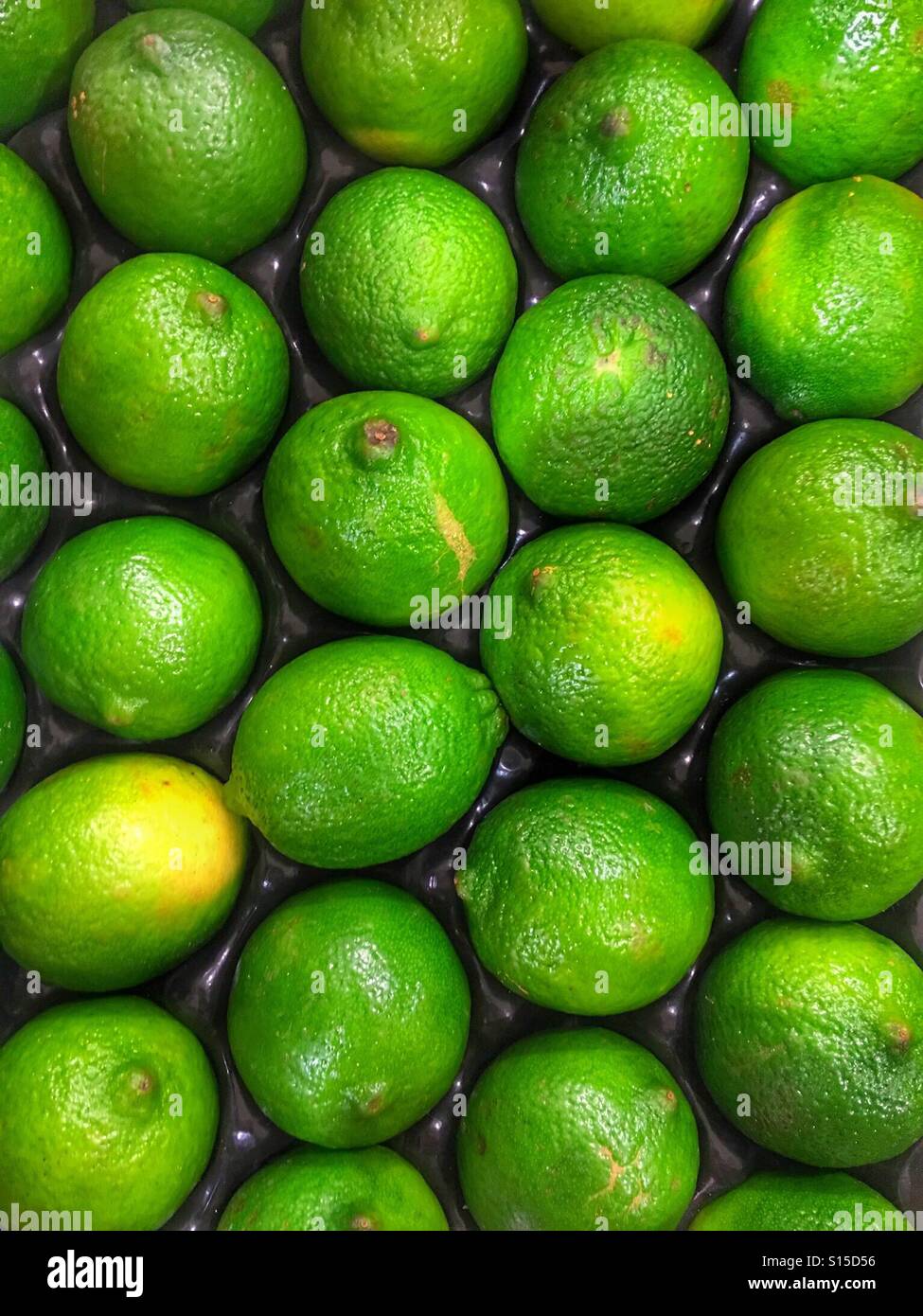 Saftige Limetten separat in parallelen Reihen angeordnet. - Smartphone-aufgenommenes Stockfoto