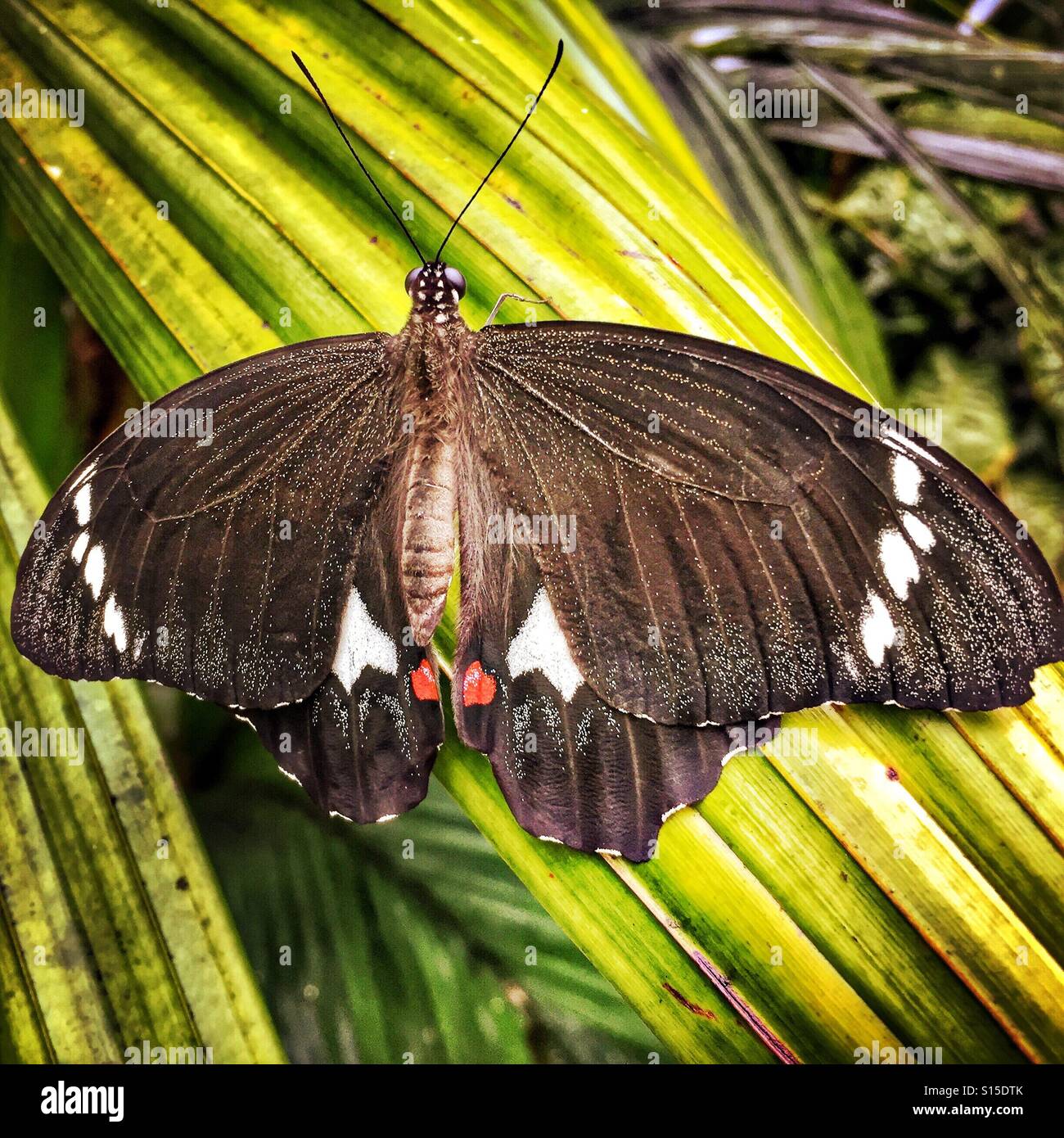 Tropischer Schmetterling Stockfoto