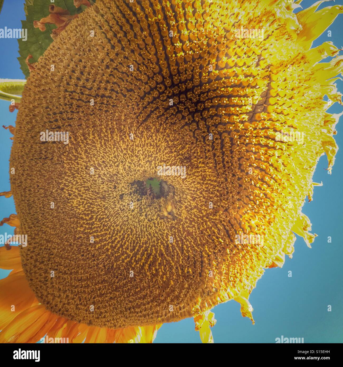 Hängenden Sonnenblumen verwelkt. Betrachten Sie aus unter die Fibonacci