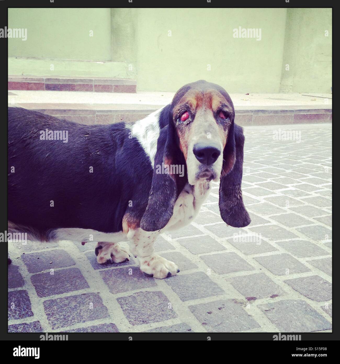 Blinde Basset Hound Dog in San Jose Del Cabo, Mexiko Stockfoto