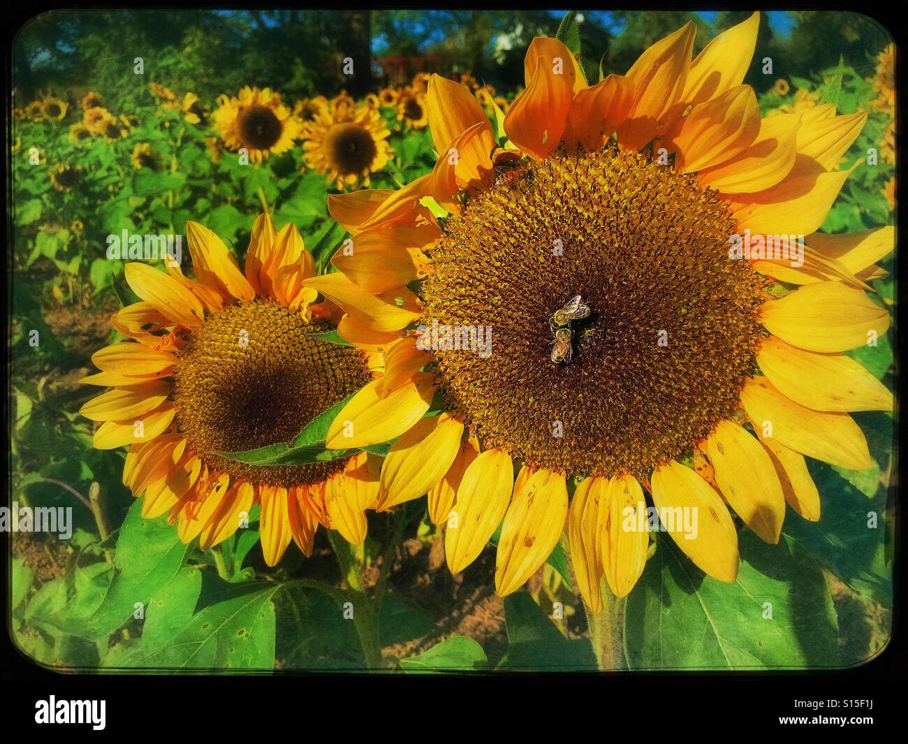 Sonnenblumen und bienen Fotos und Bildmaterial in hoher Auflösung Alamy