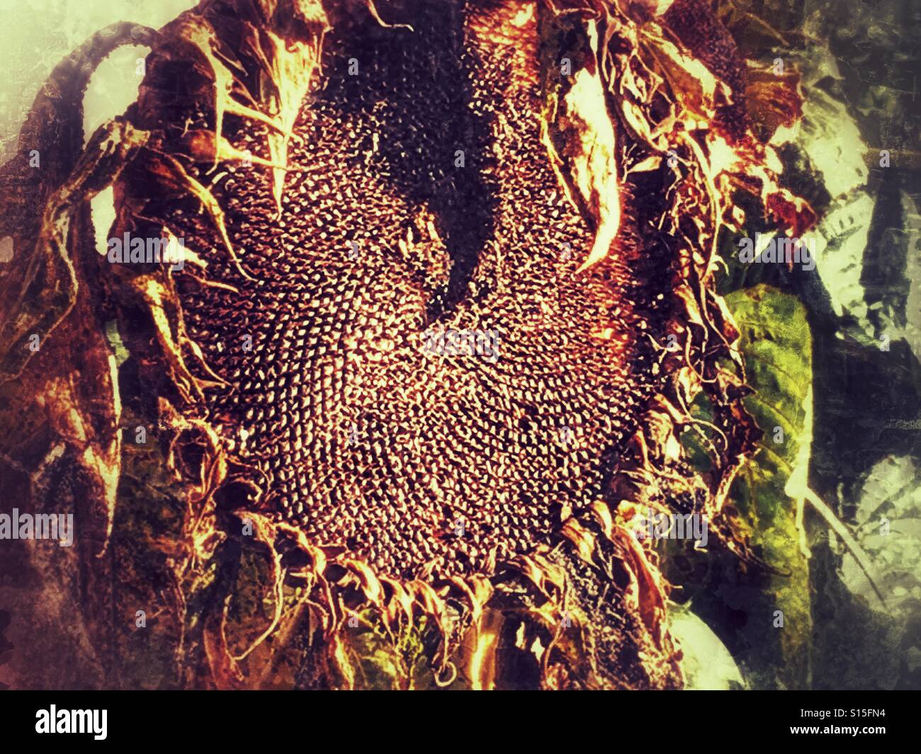 Helianthus. Welke, getrocknete Sonnenblume. Ende des Sommers. Stockfoto