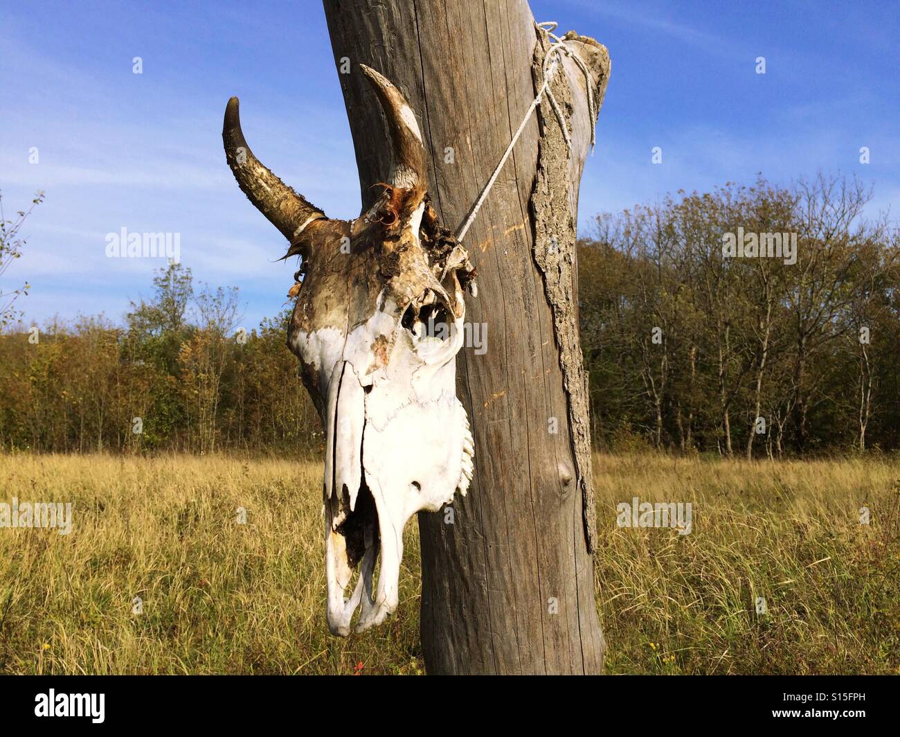 Bull skull - Smartphone-aufgenommenes Stockfoto