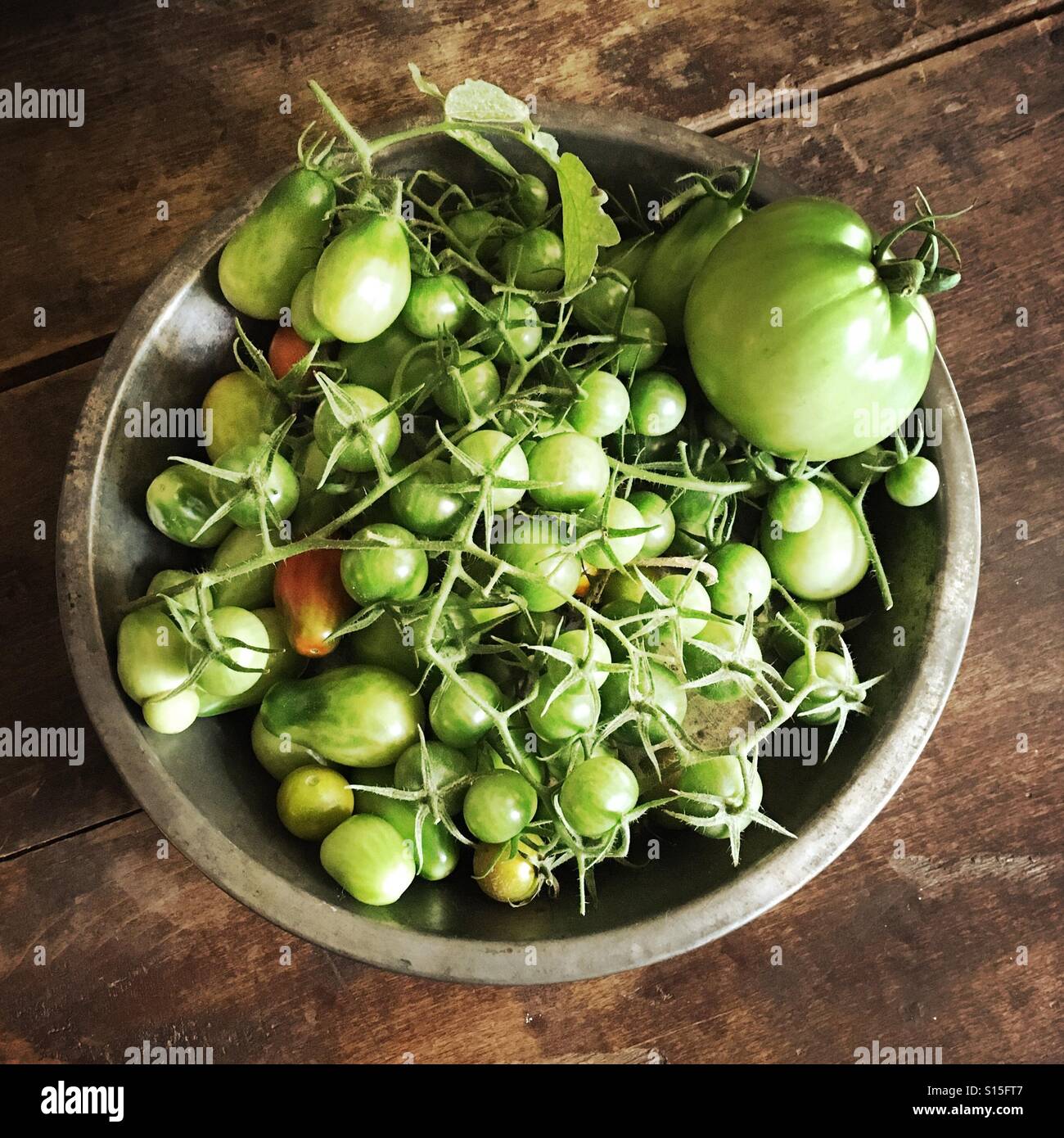Grüne Tomaten. Stockfoto