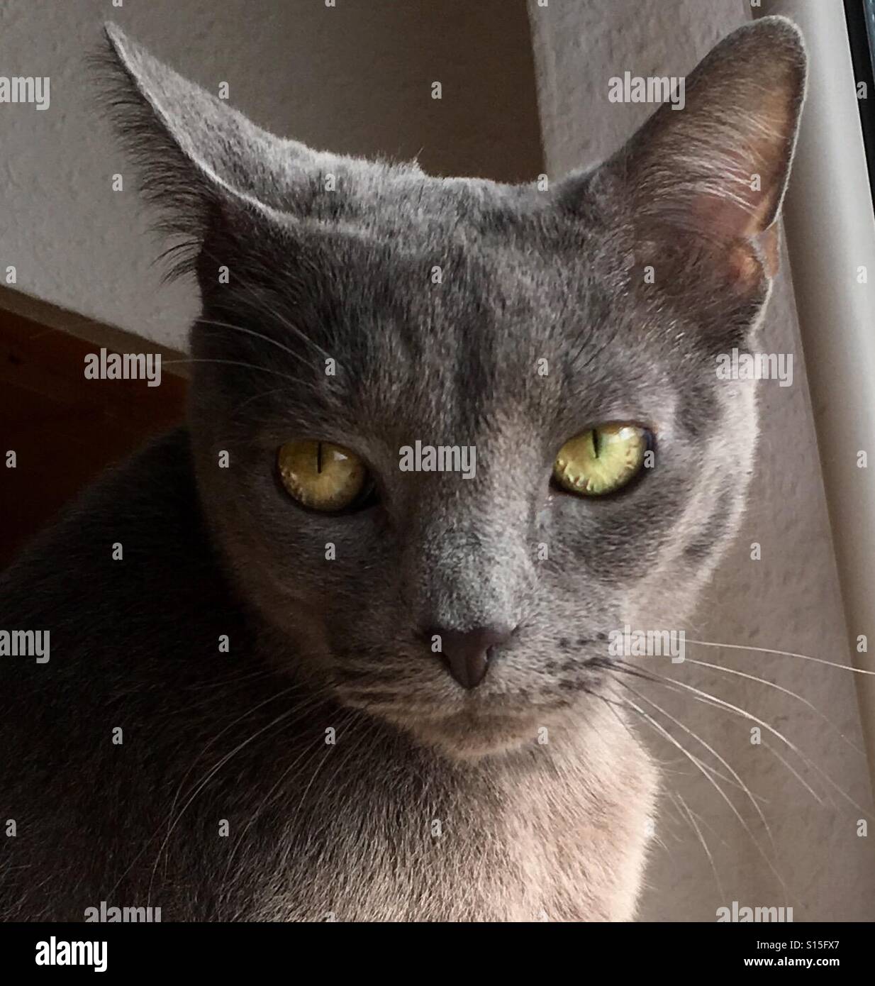 Russisch Blau Katze Stockfoto