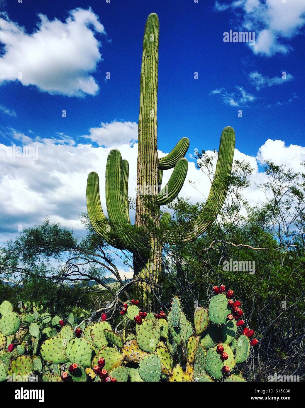 Saguaro-Kaktus im Saguaro National Park East, Tucson, Arizona - Smartphone-aufgenommenes Stockfoto