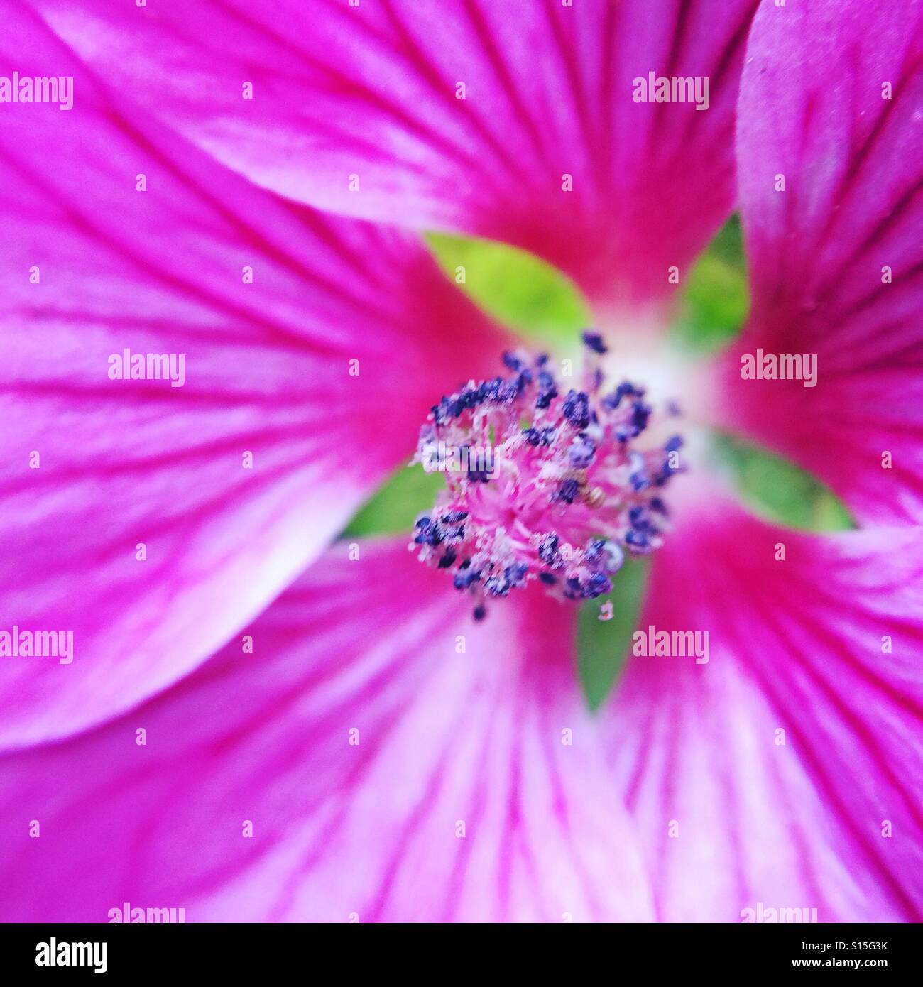 Fünf blättrige rosa Blume Stockfoto